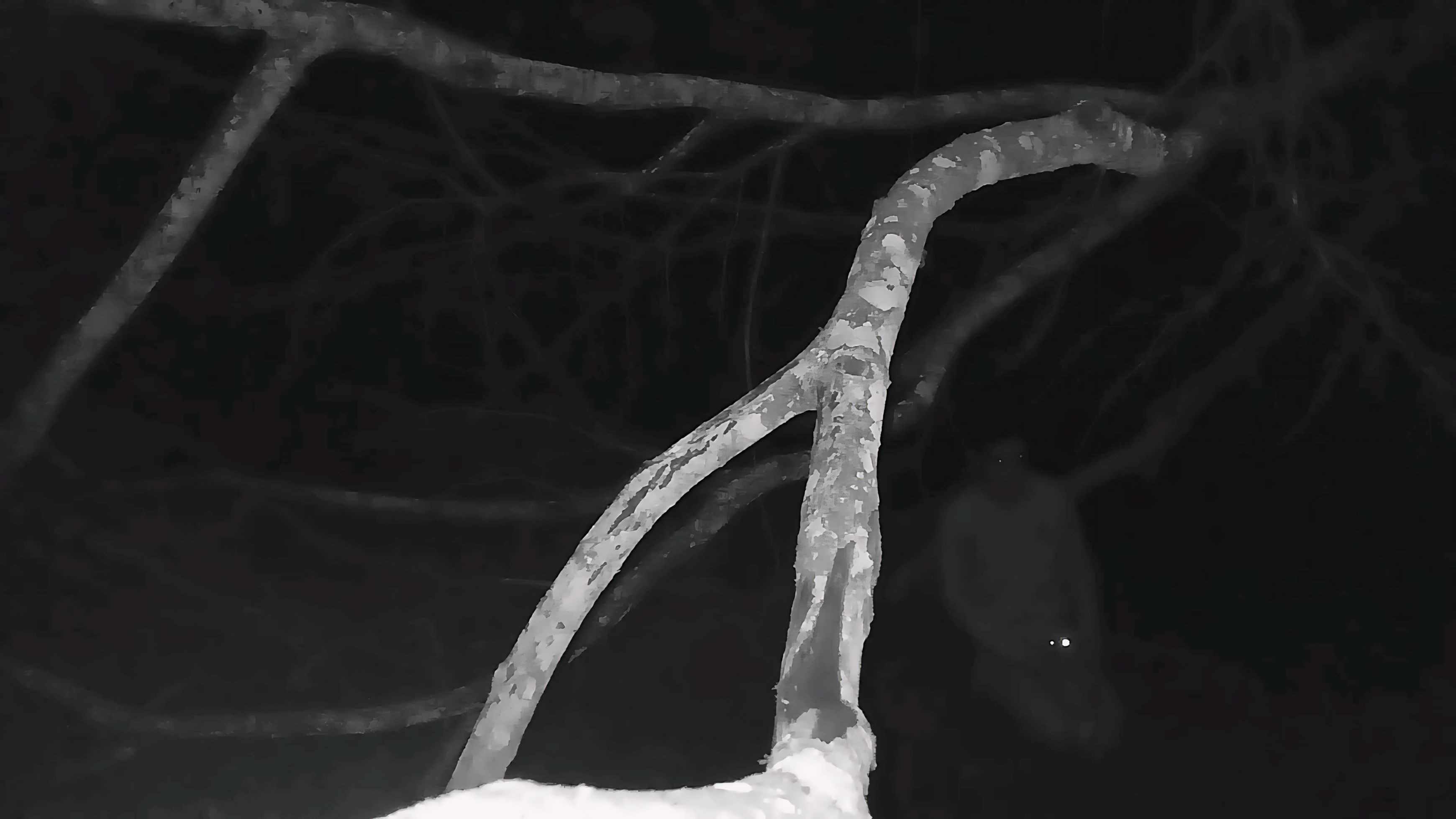 Backdrop for O Olho de Nietzsche