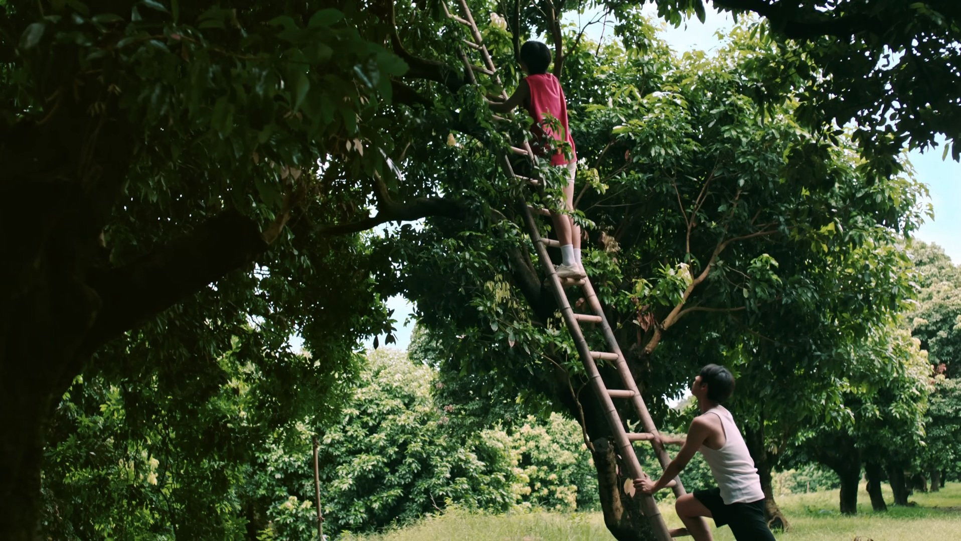 Backdrop for Secrets Happened on the Litchi Island