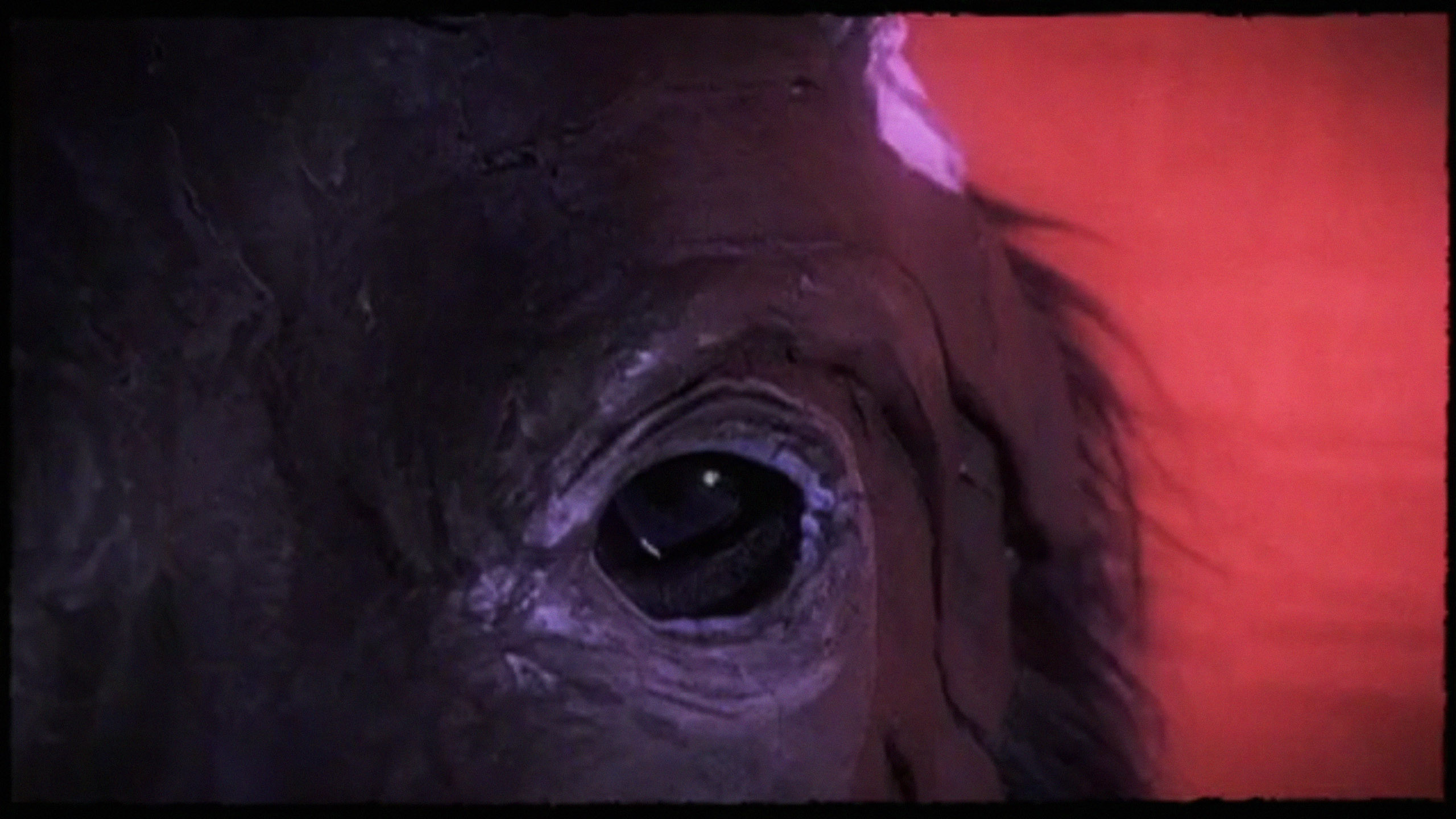 Backdrop for Dog Day - Rome