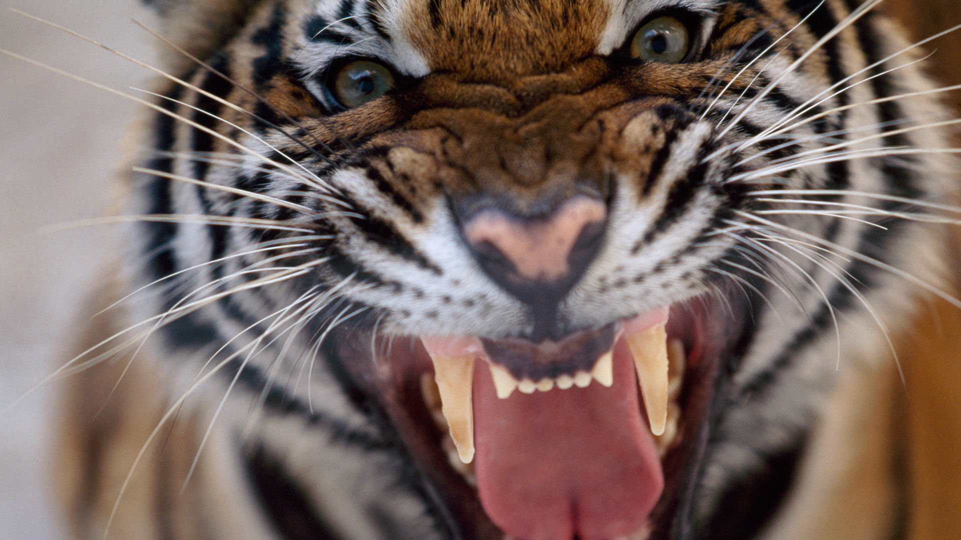 Backdrop for 20 Animals That Will Kill You