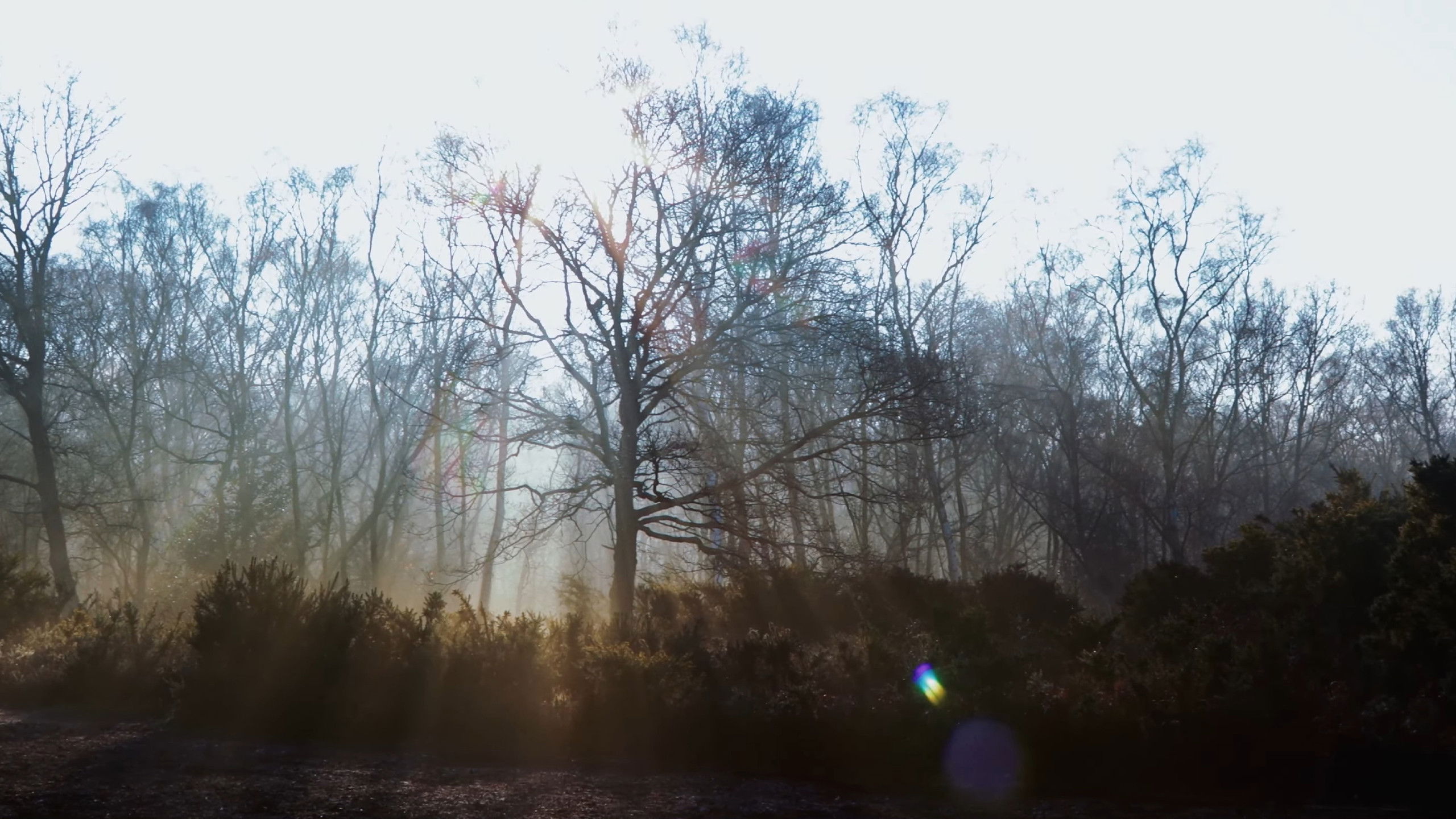 Backdrop for The Magpie