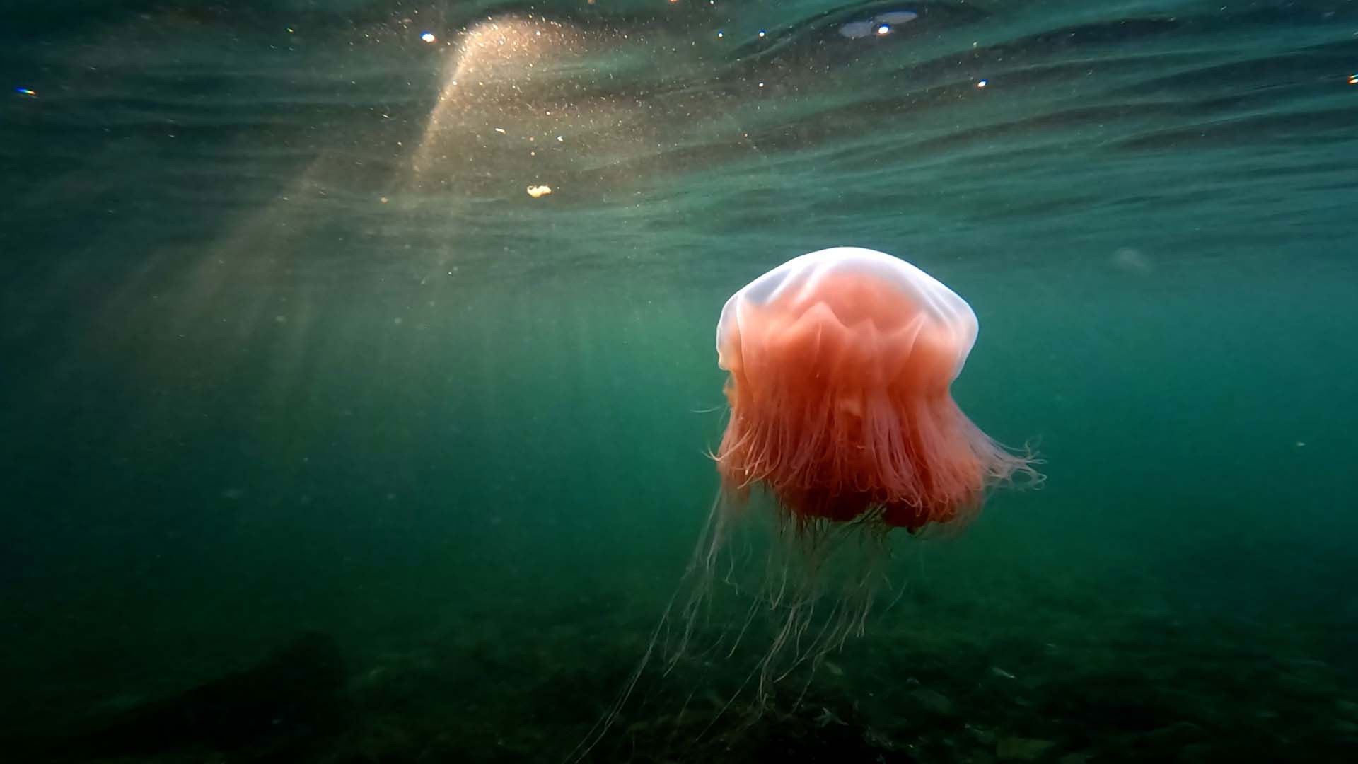 Backdrop for Pepe taucht ab