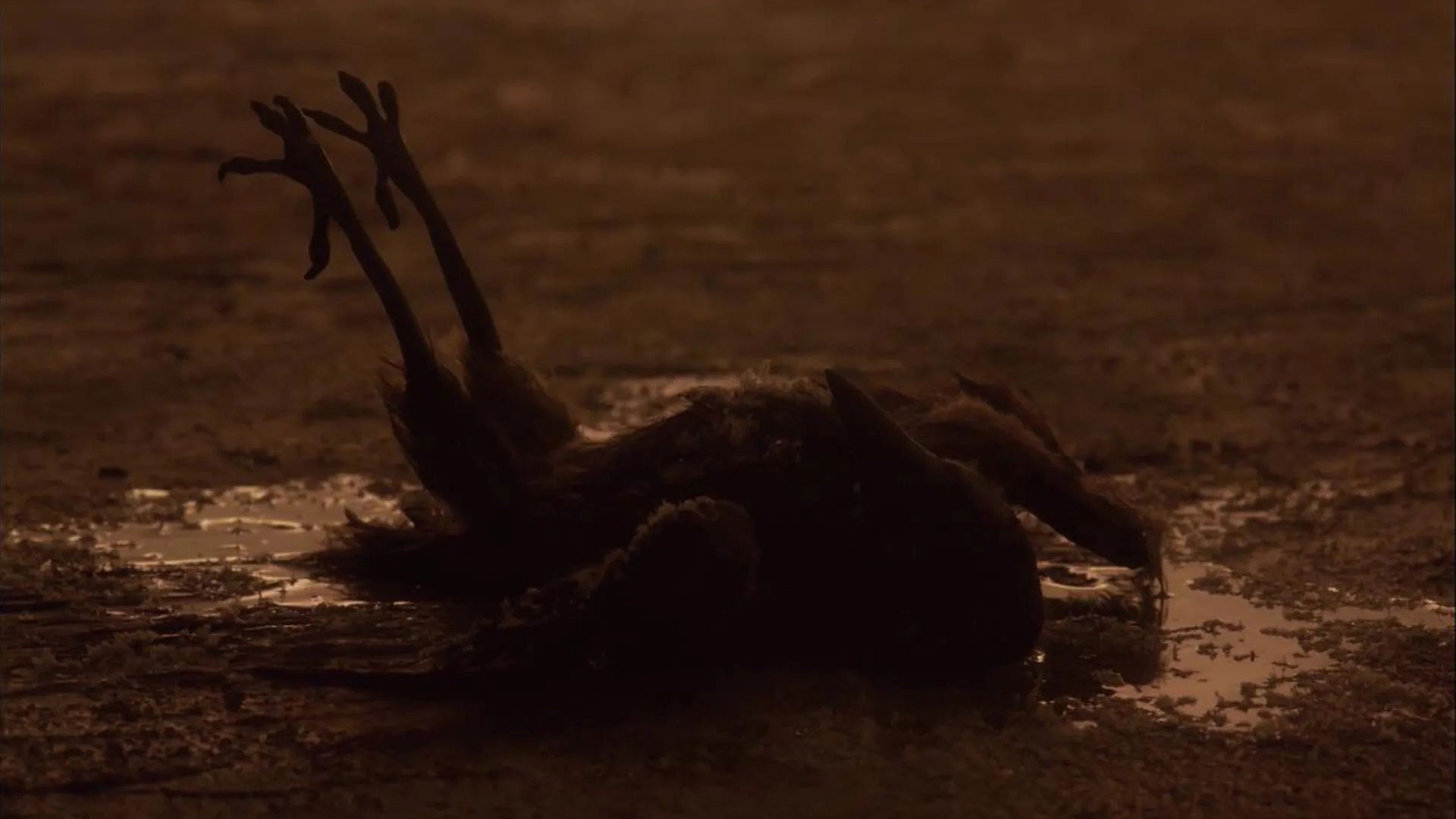 Backdrop for Sororal