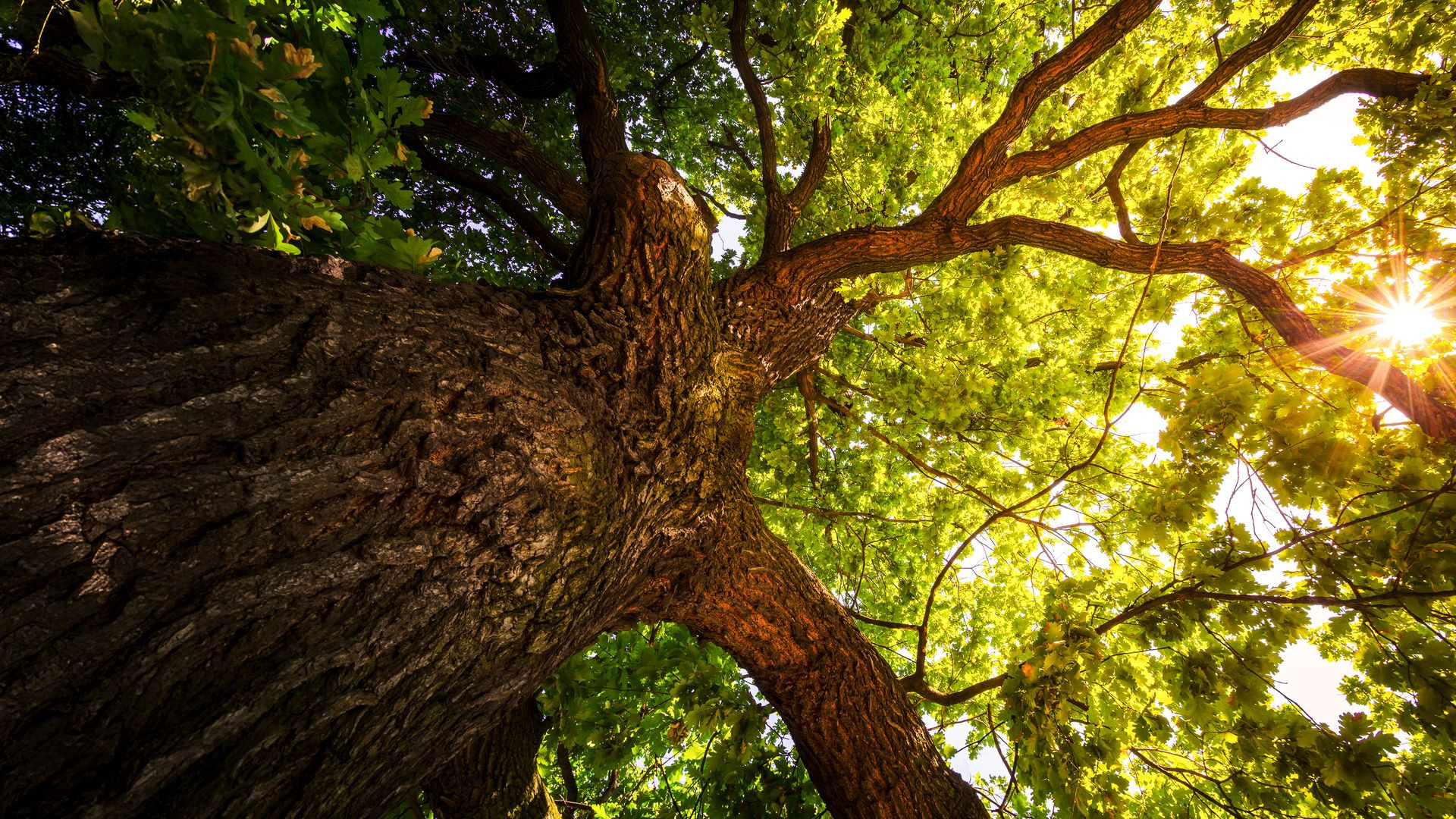 Backdrop for The Secret Life of Trees