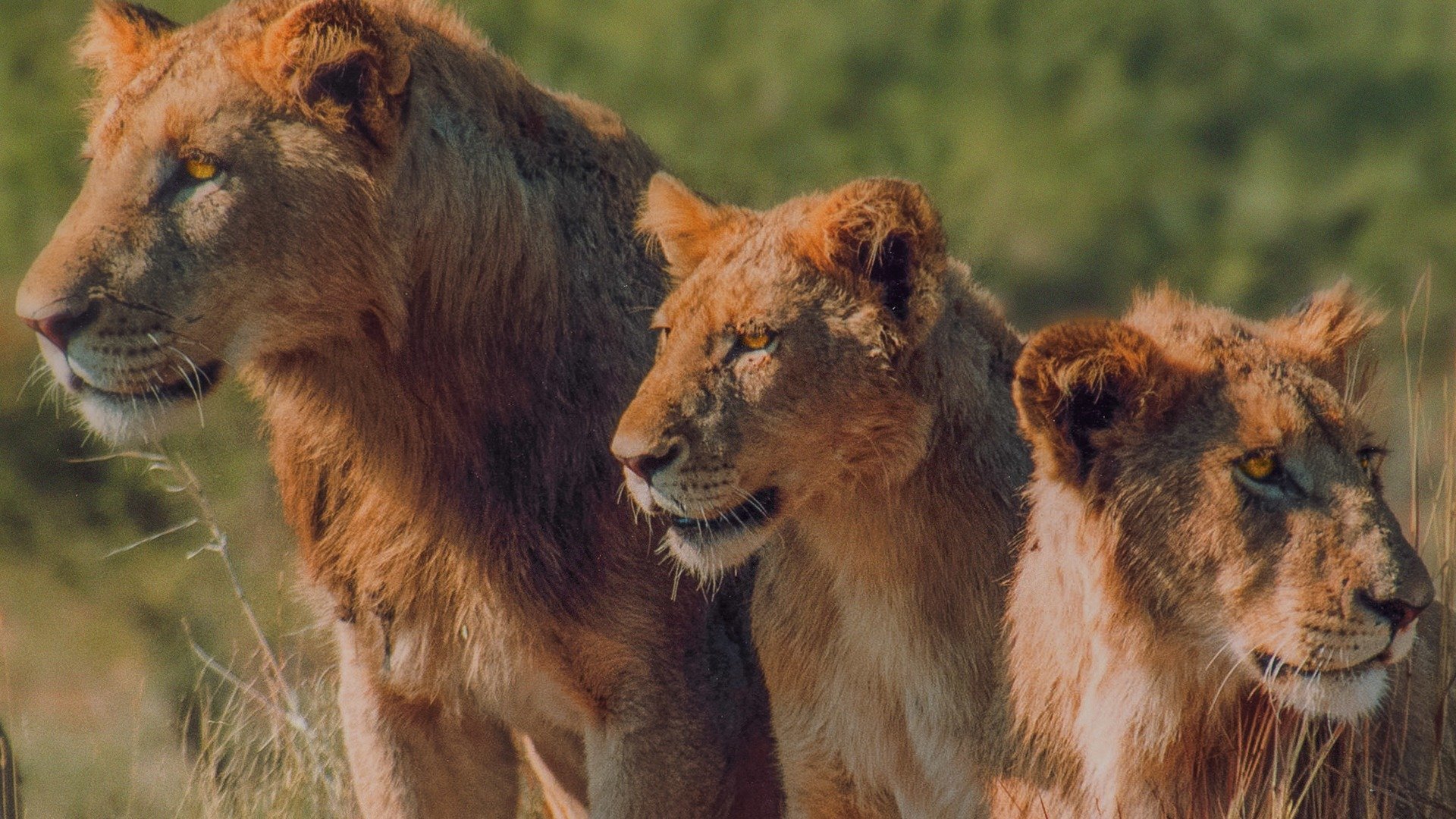 Backdrop for Deadly Hunters