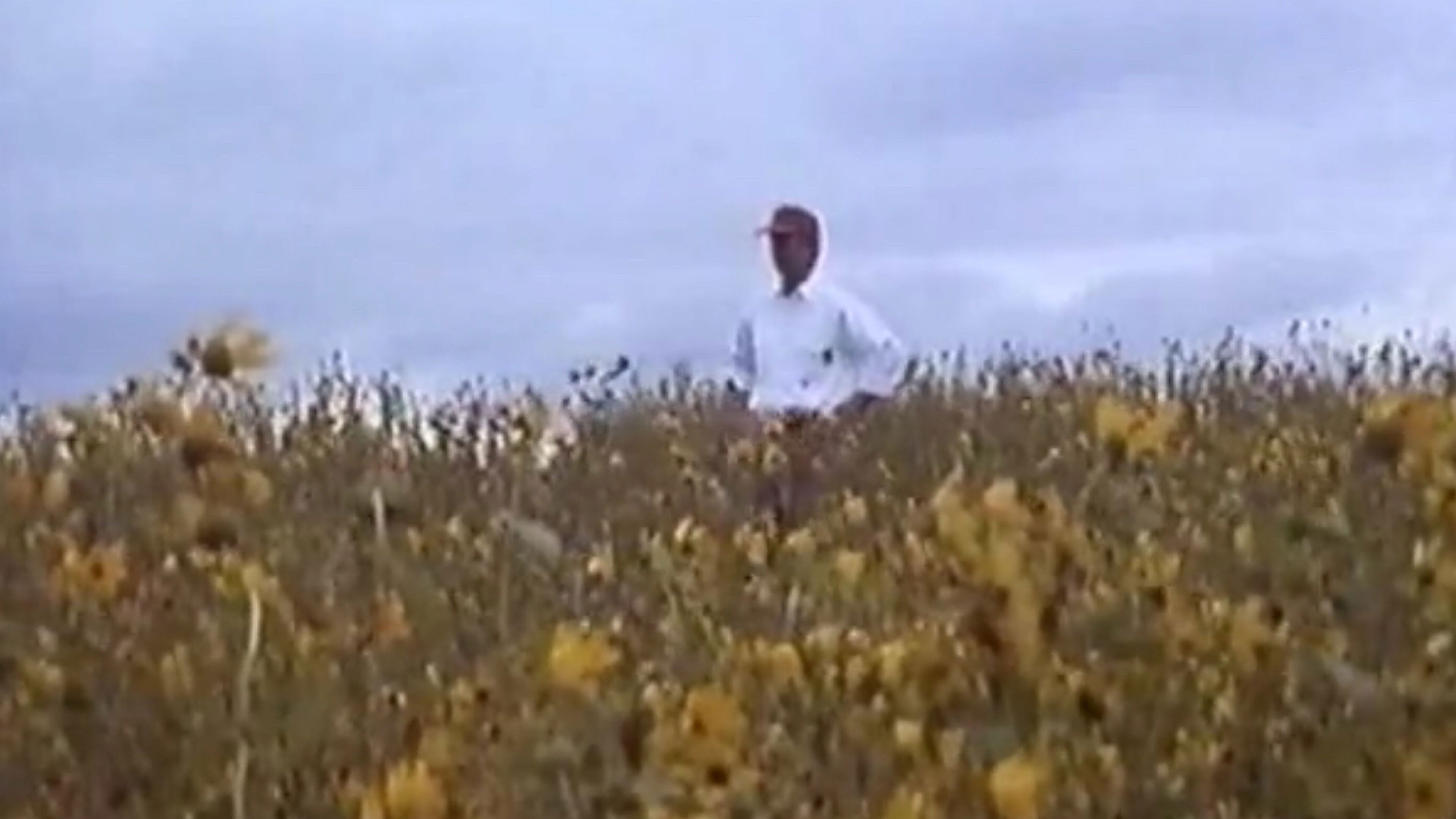 Backdrop for In Search of Oz