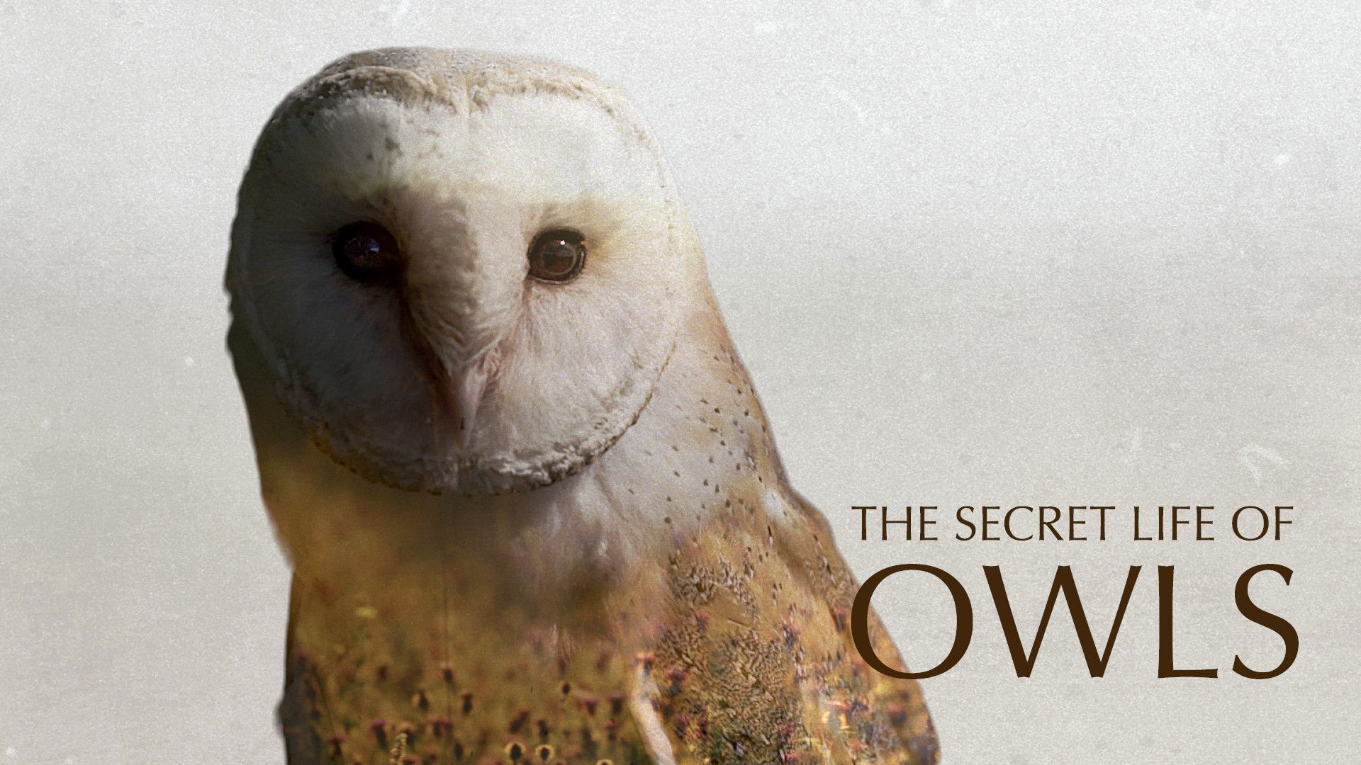 Backdrop for The Secret Life of Owls