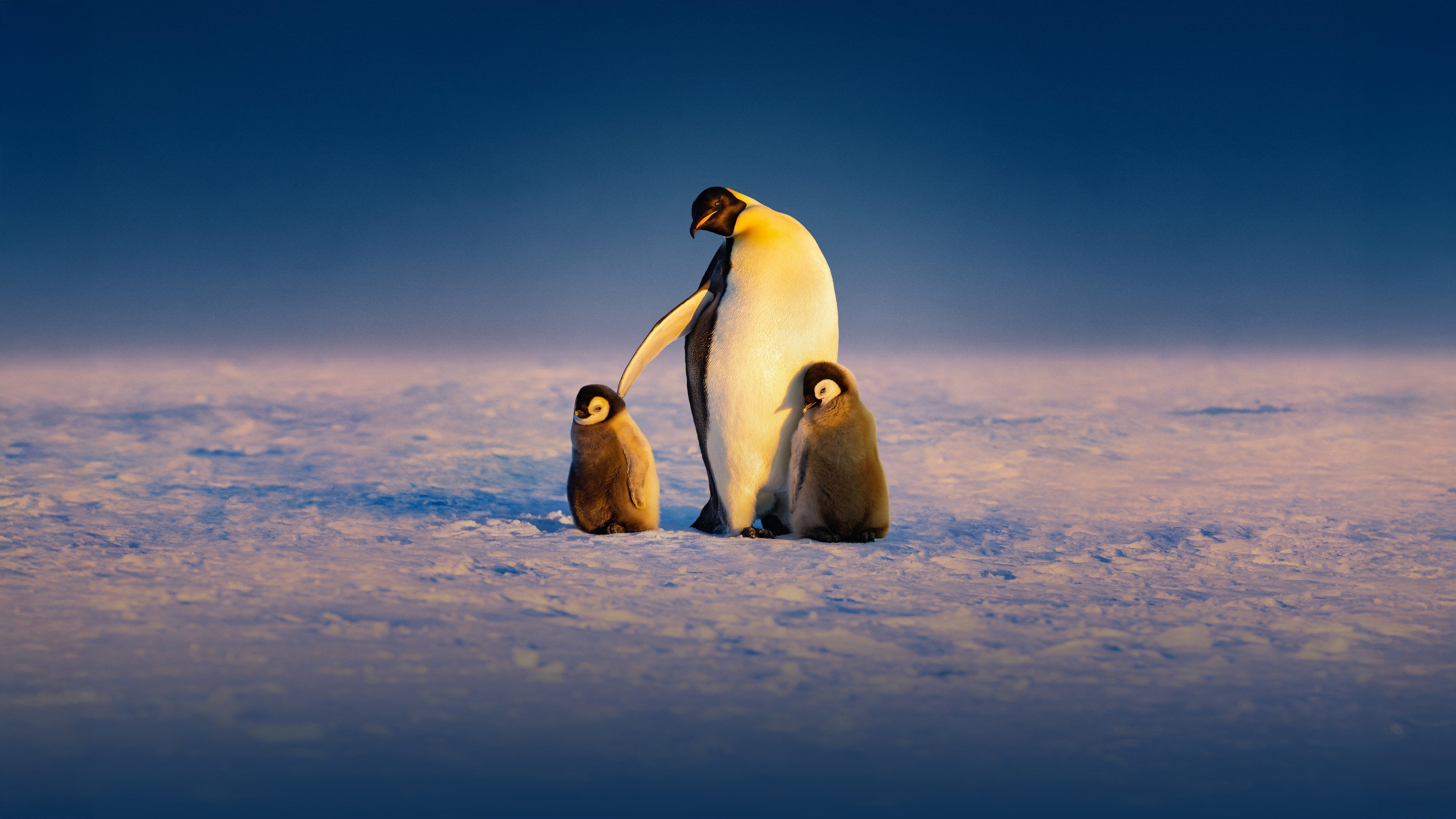 Backdrop for Secrets of the Penguins