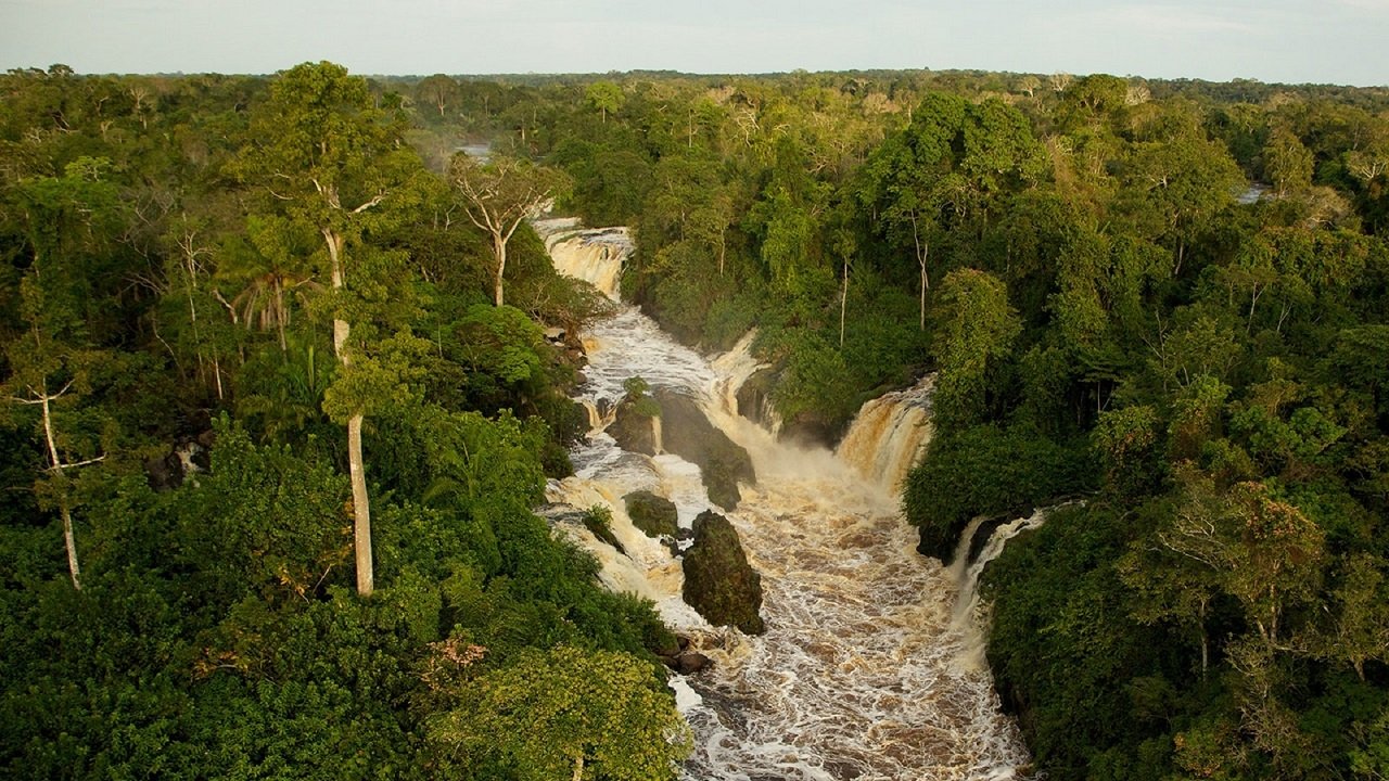 Backdrop for Once Upon a Forest