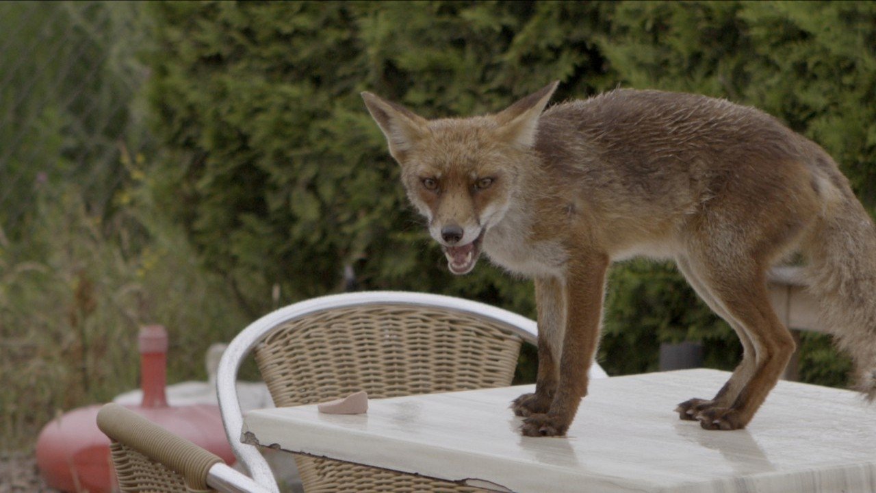 Backdrop for Wild Amsterdam
