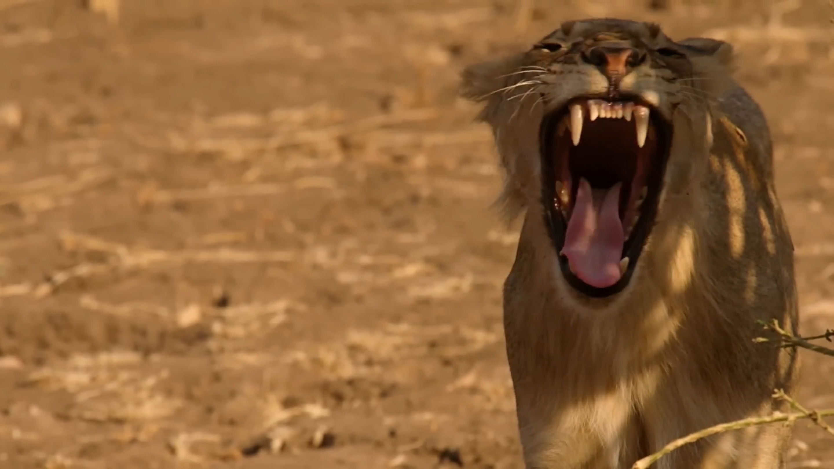 Backdrop for Lion Country: Night and Day