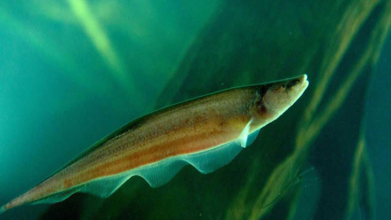 Backdrop for Electric Amazon