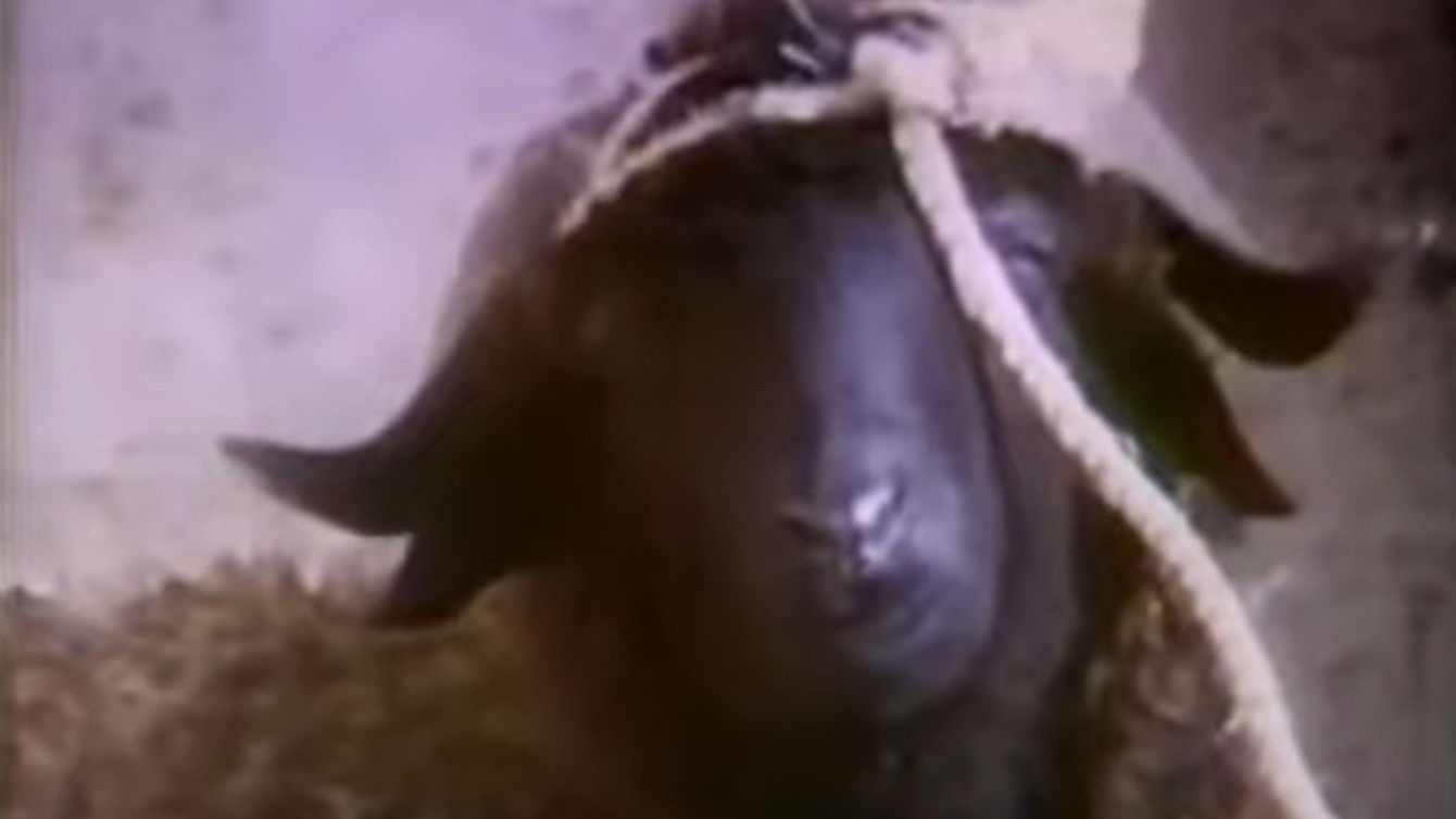 Backdrop for Vibration