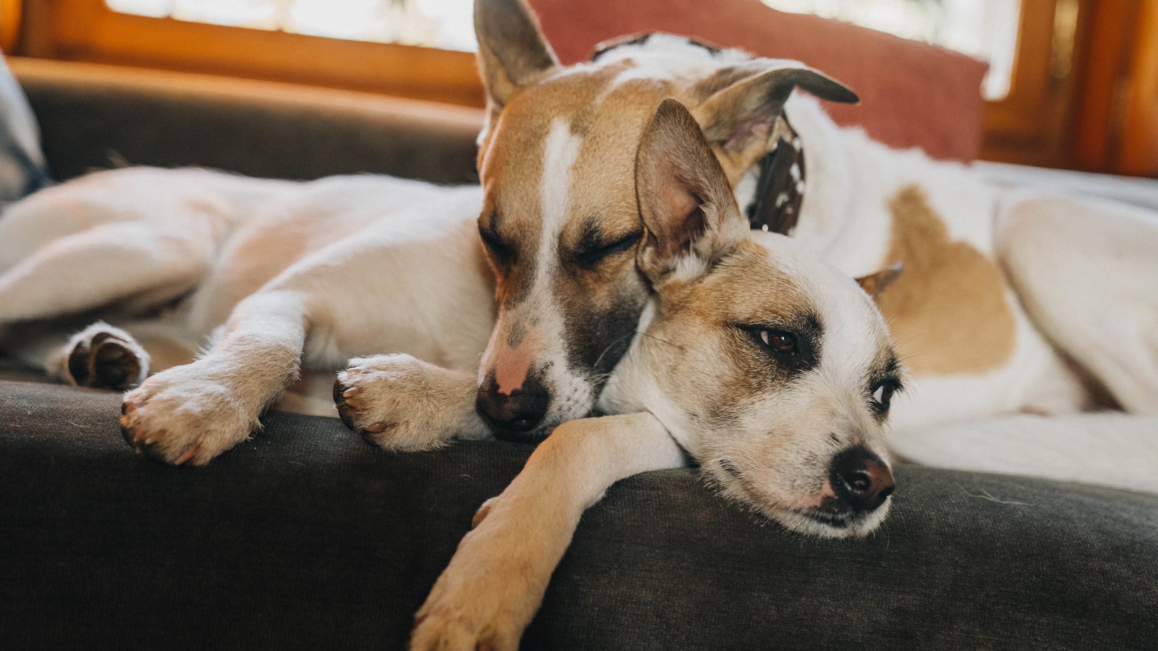 Backdrop for Gump – We Are Duo