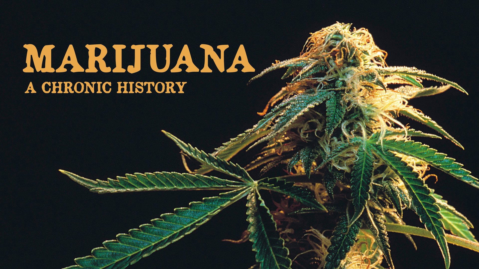 Backdrop for Marijuana: A Chronic History