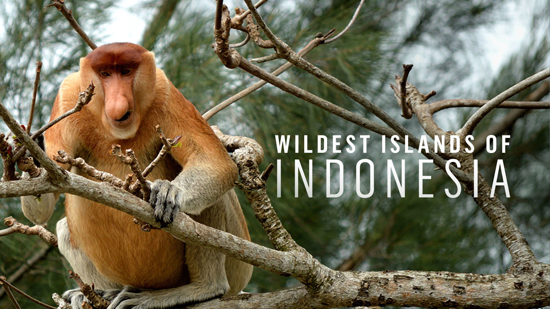 Backdrop for Wildest Islands of Indonesia