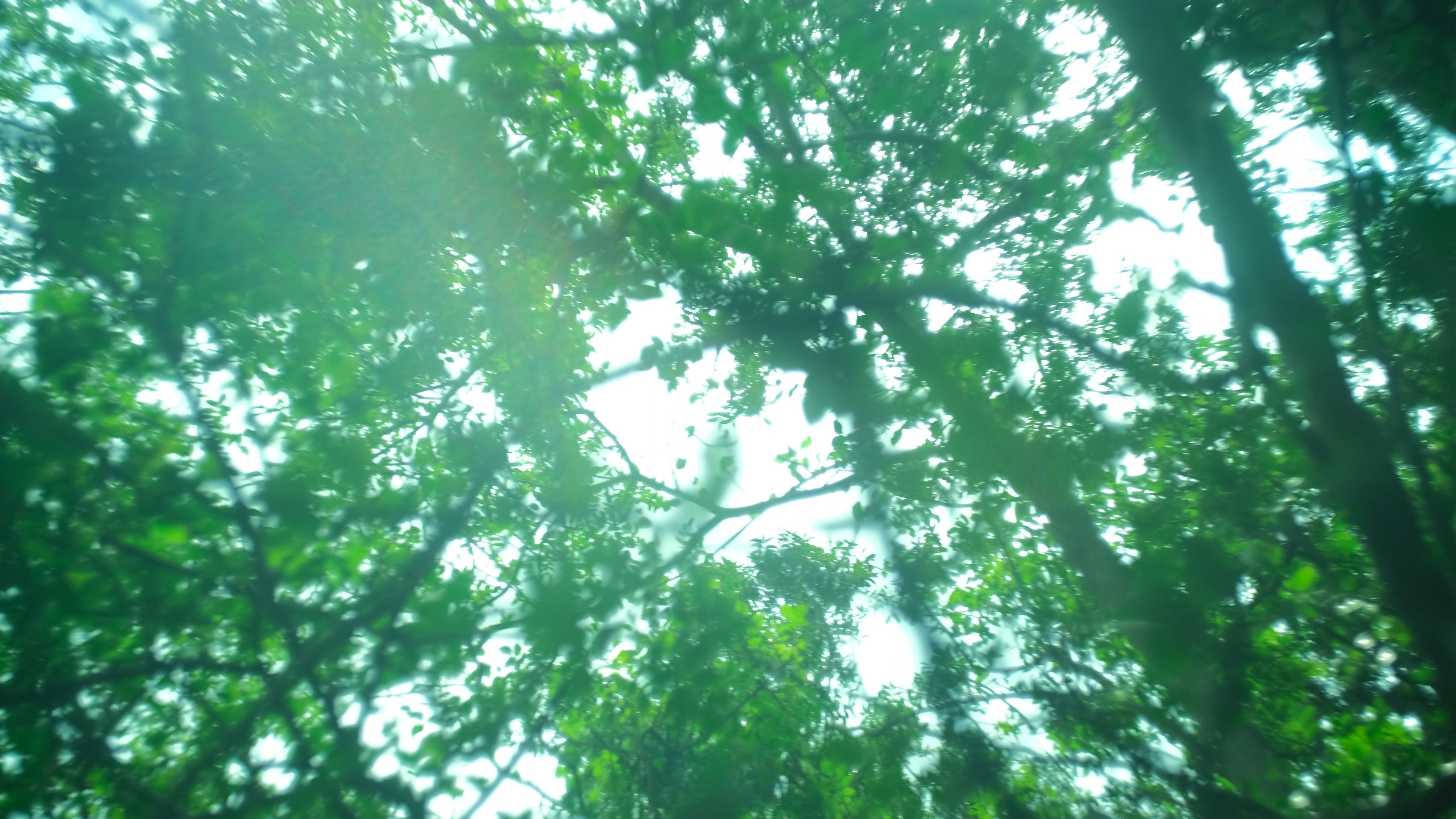 Backdrop for Far From the Grove