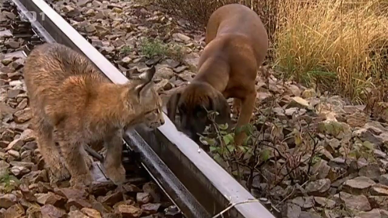 Backdrop for Madla a Ťap