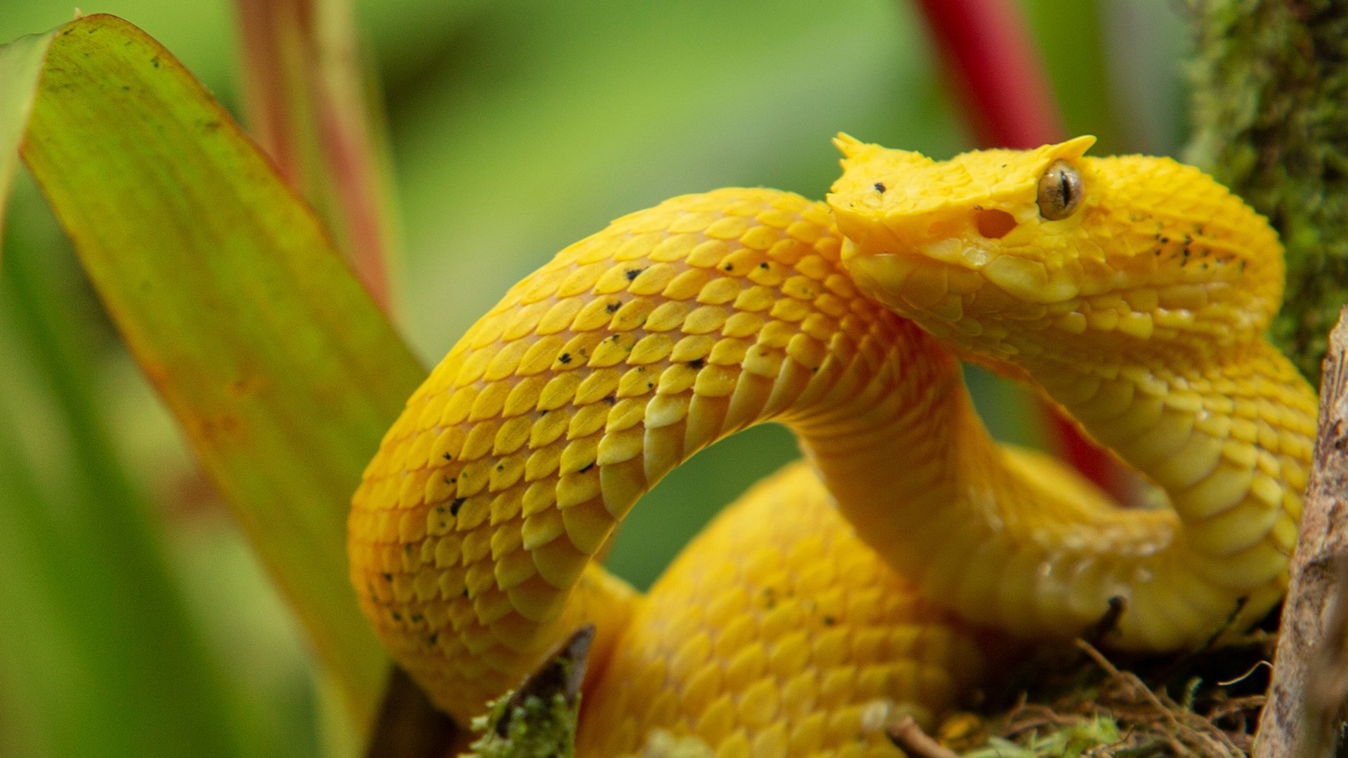 Backdrop for Wild Central America