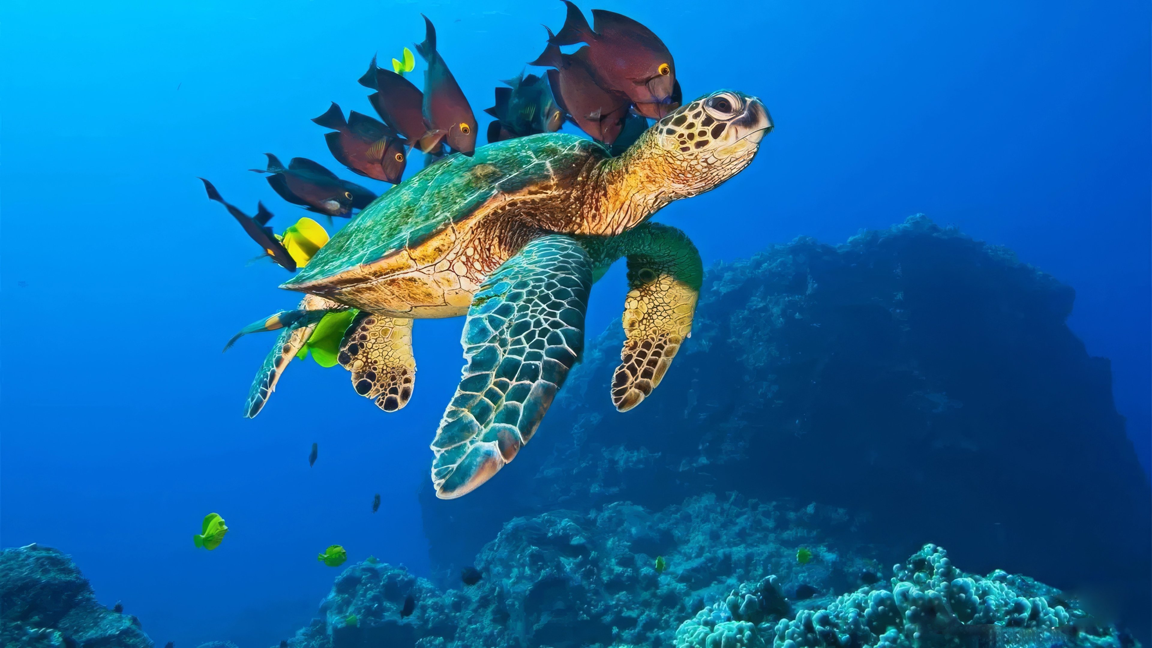 Backdrop for OceanWorld 3D