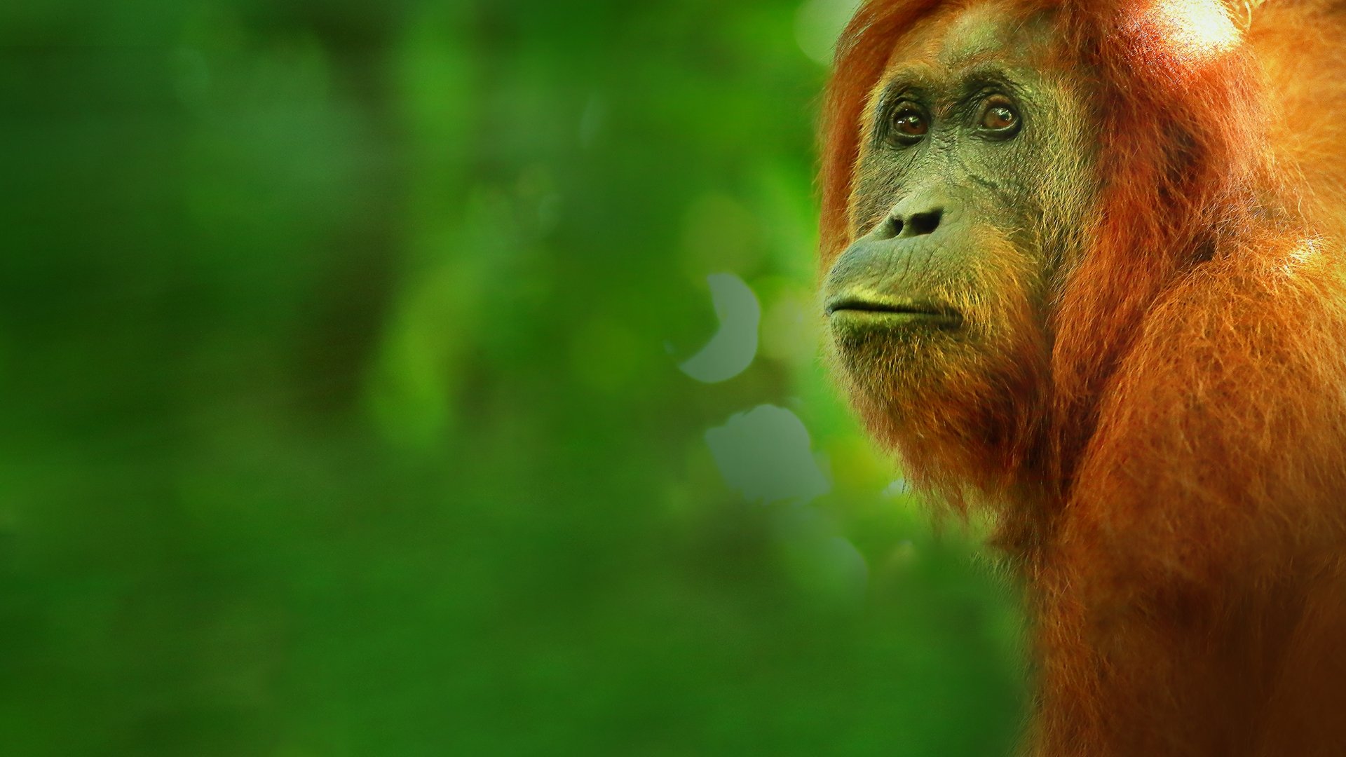 Backdrop for Paradise Islands