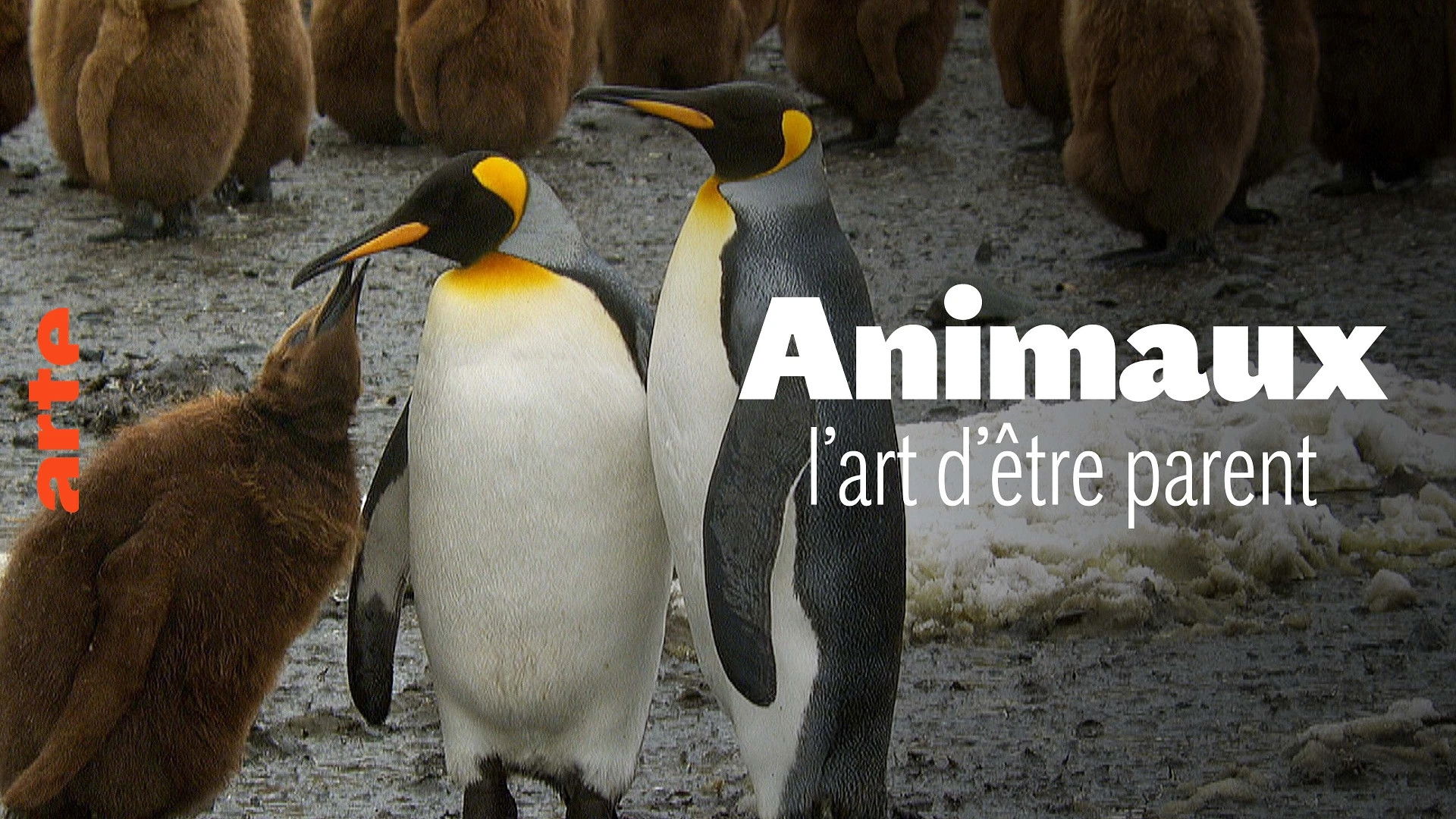 Backdrop for Wilde Eltern