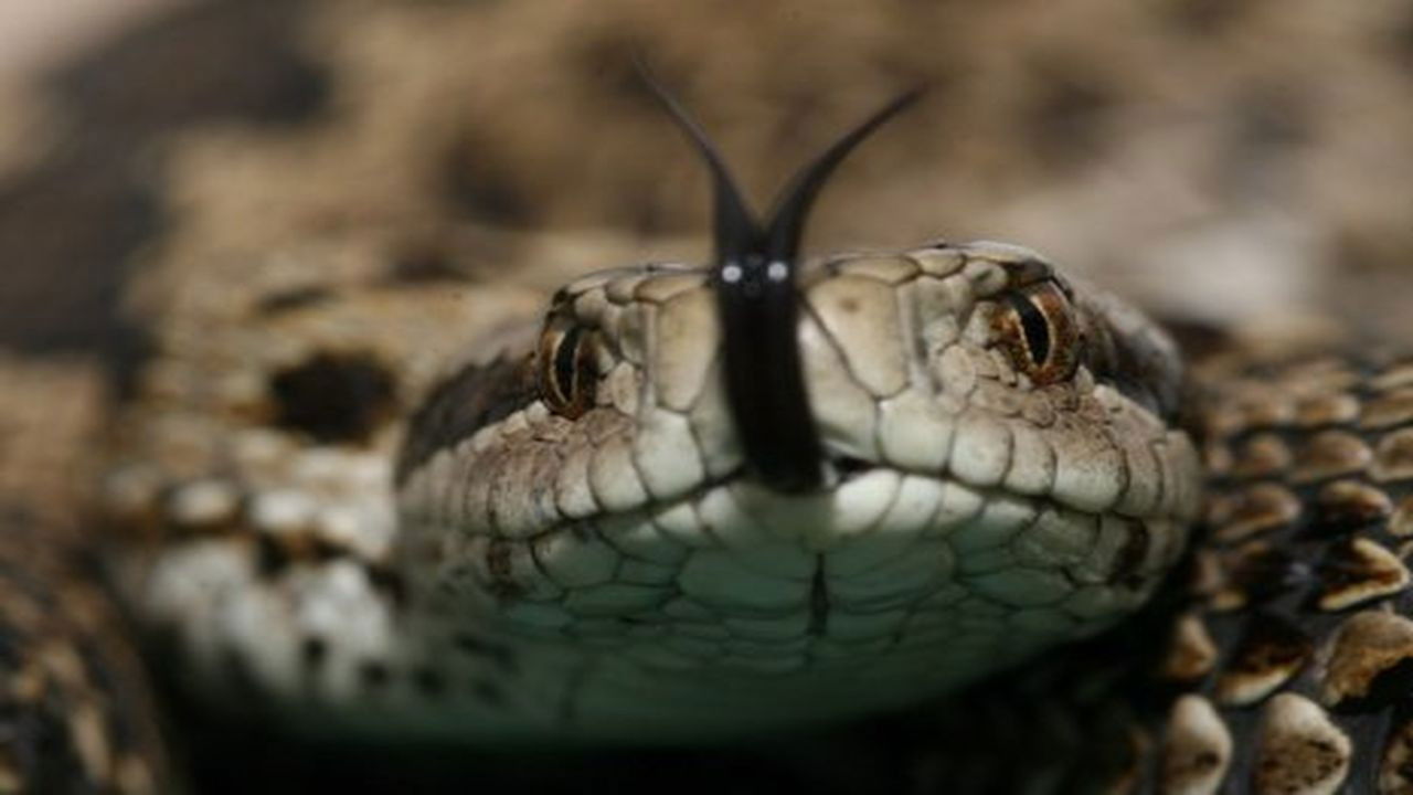 Backdrop for Vipera Life – A serpent’s life