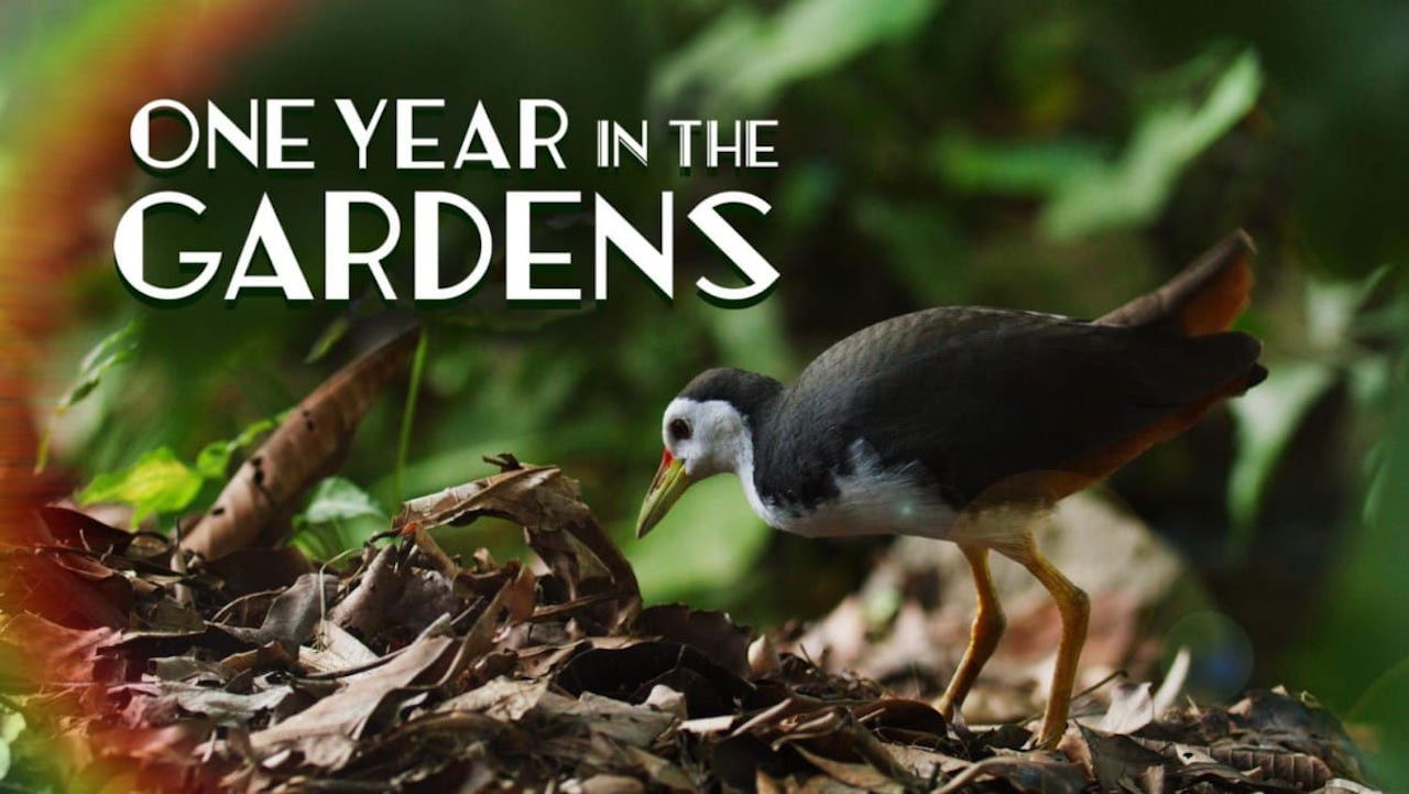 Backdrop for One Year in the Gardens