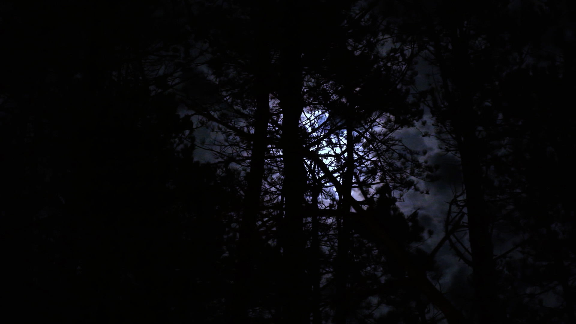 Backdrop for The Haunting of Hickcox Woods