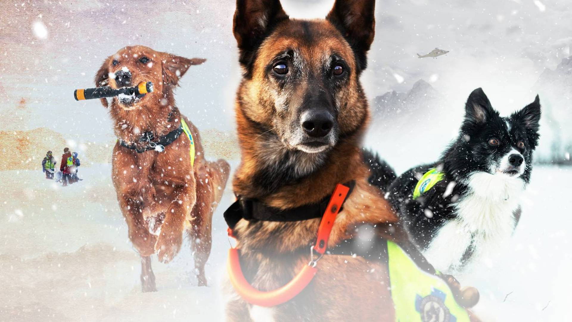 Backdrop for Redningshundene