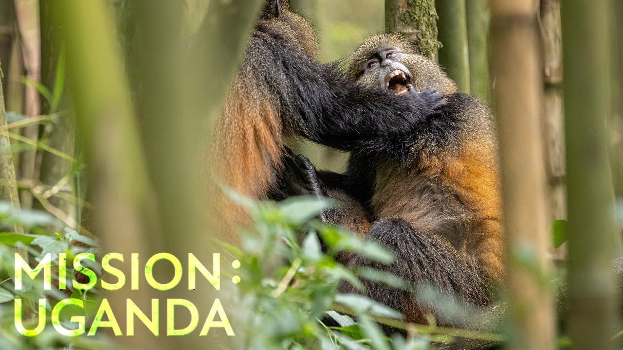 Backdrop for Mission: Uganda