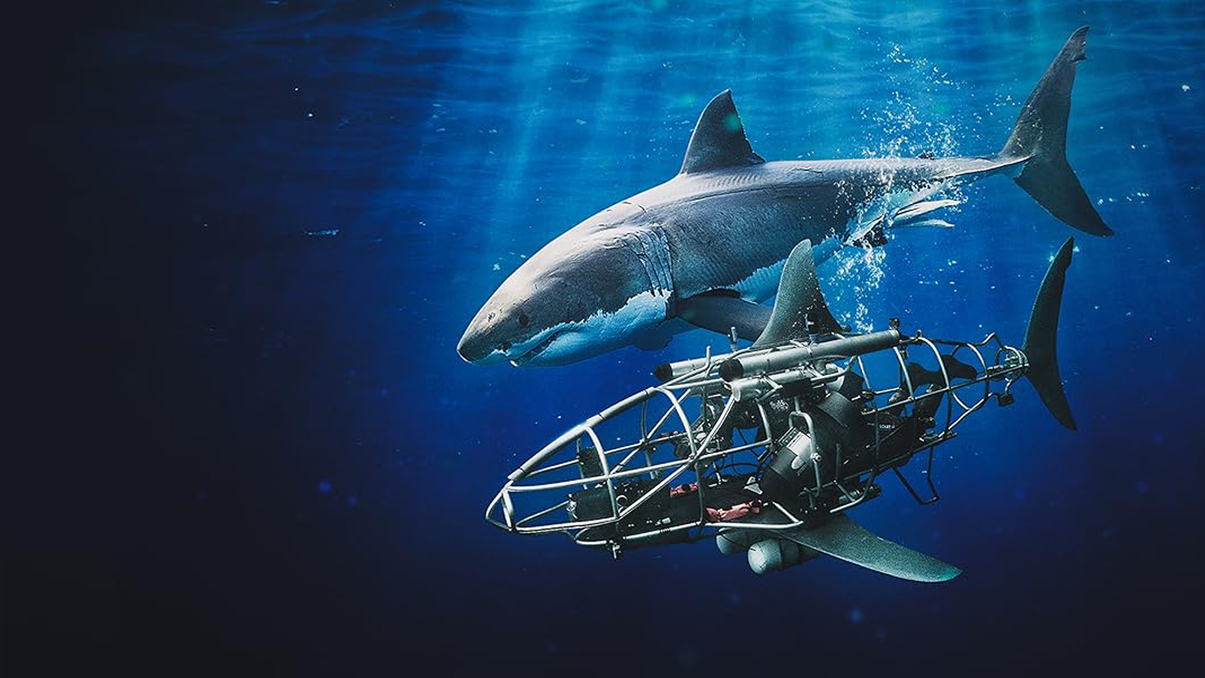 Backdrop for Mechashark Love Down Under