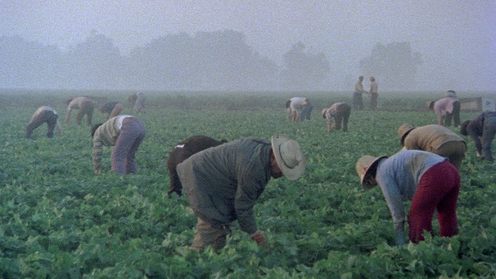 Backdrop for Alambrista!