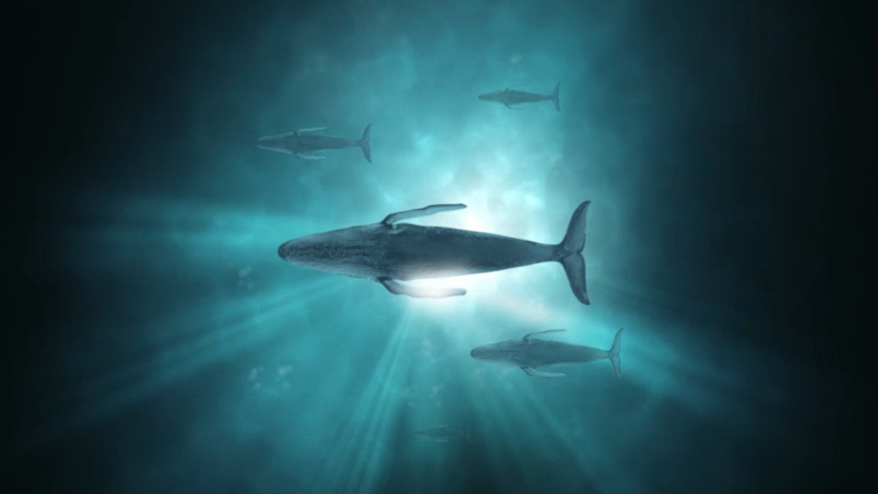 Backdrop for Sonic Sea