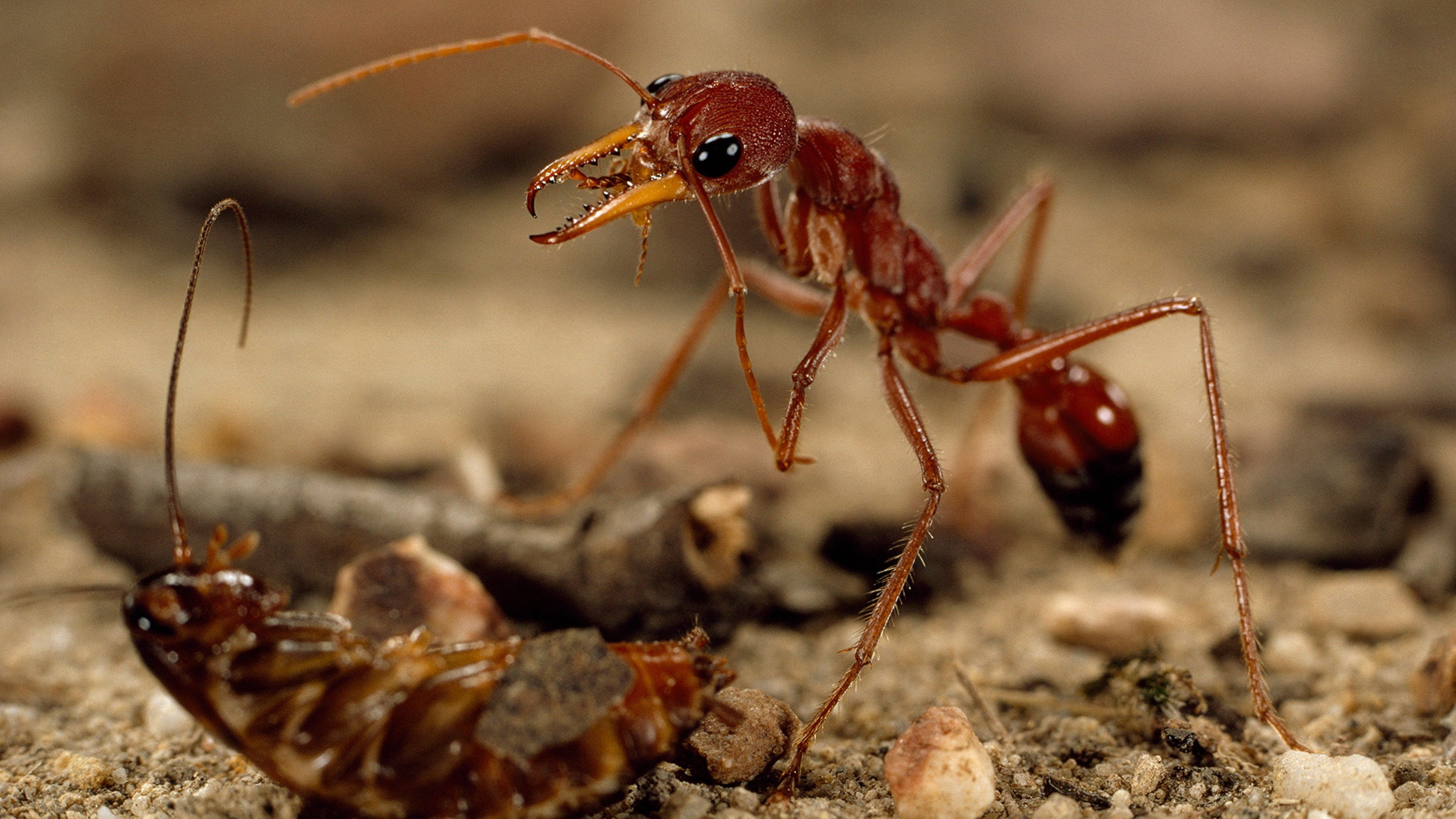 Backdrop for Bite, Sting, Kill