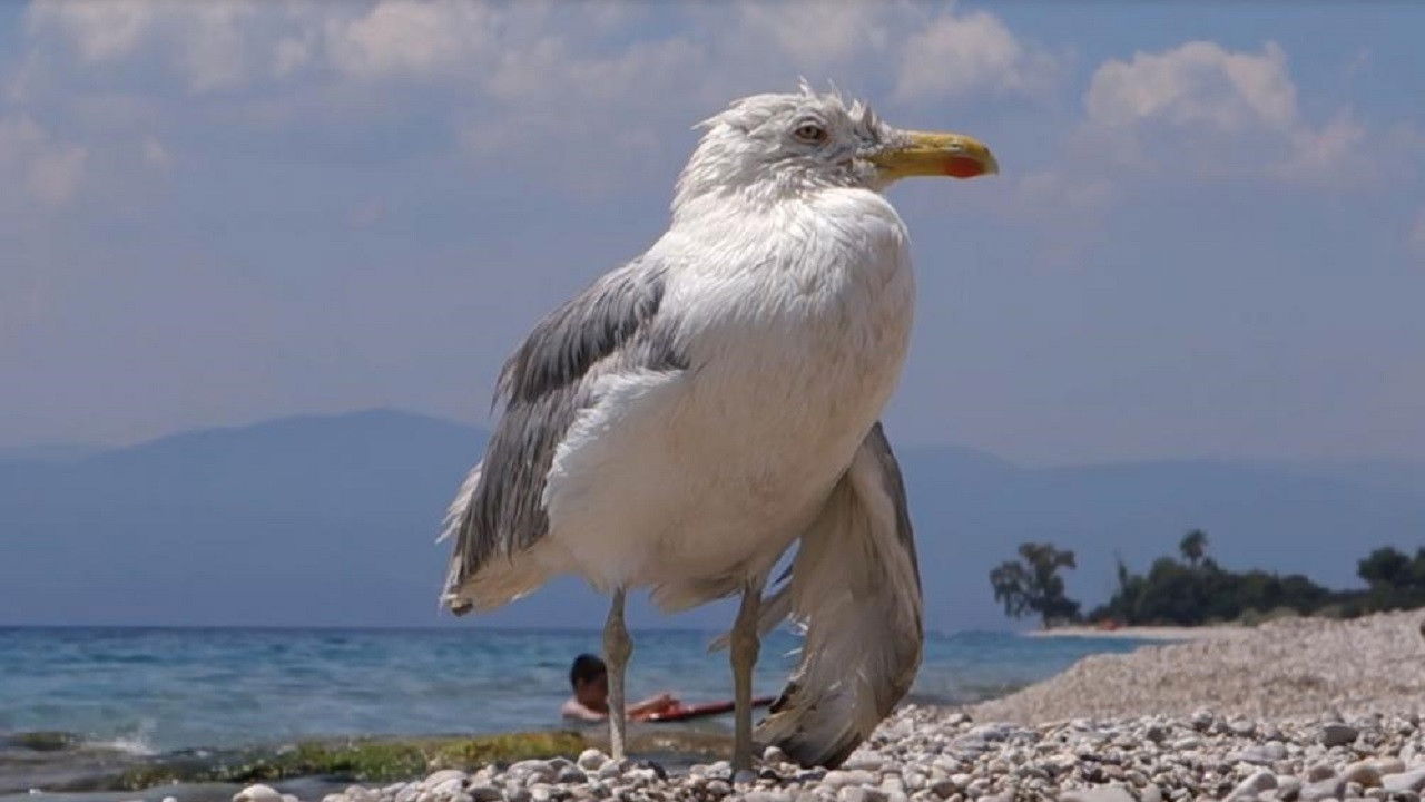 Backdrop for All Inclusive, Or How The Sky Became Orphan