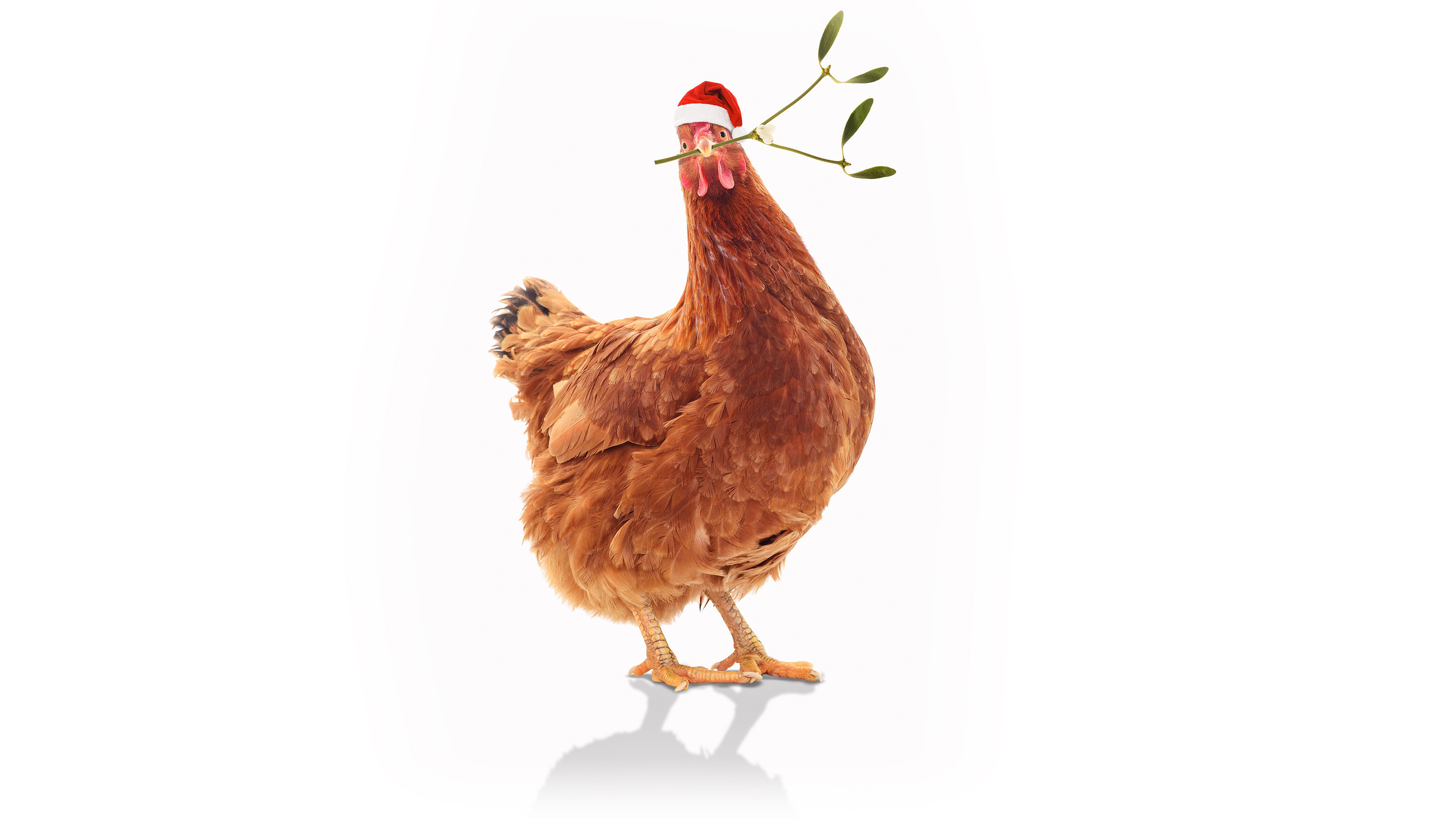 Backdrop for Feather Christmas