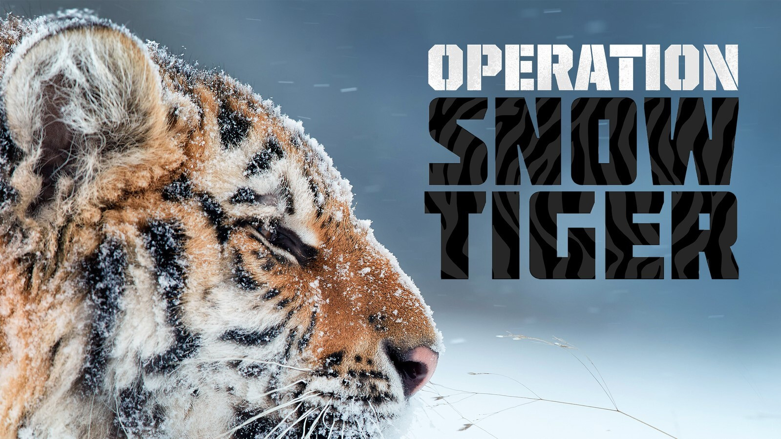 Backdrop for Operation Snow Tiger