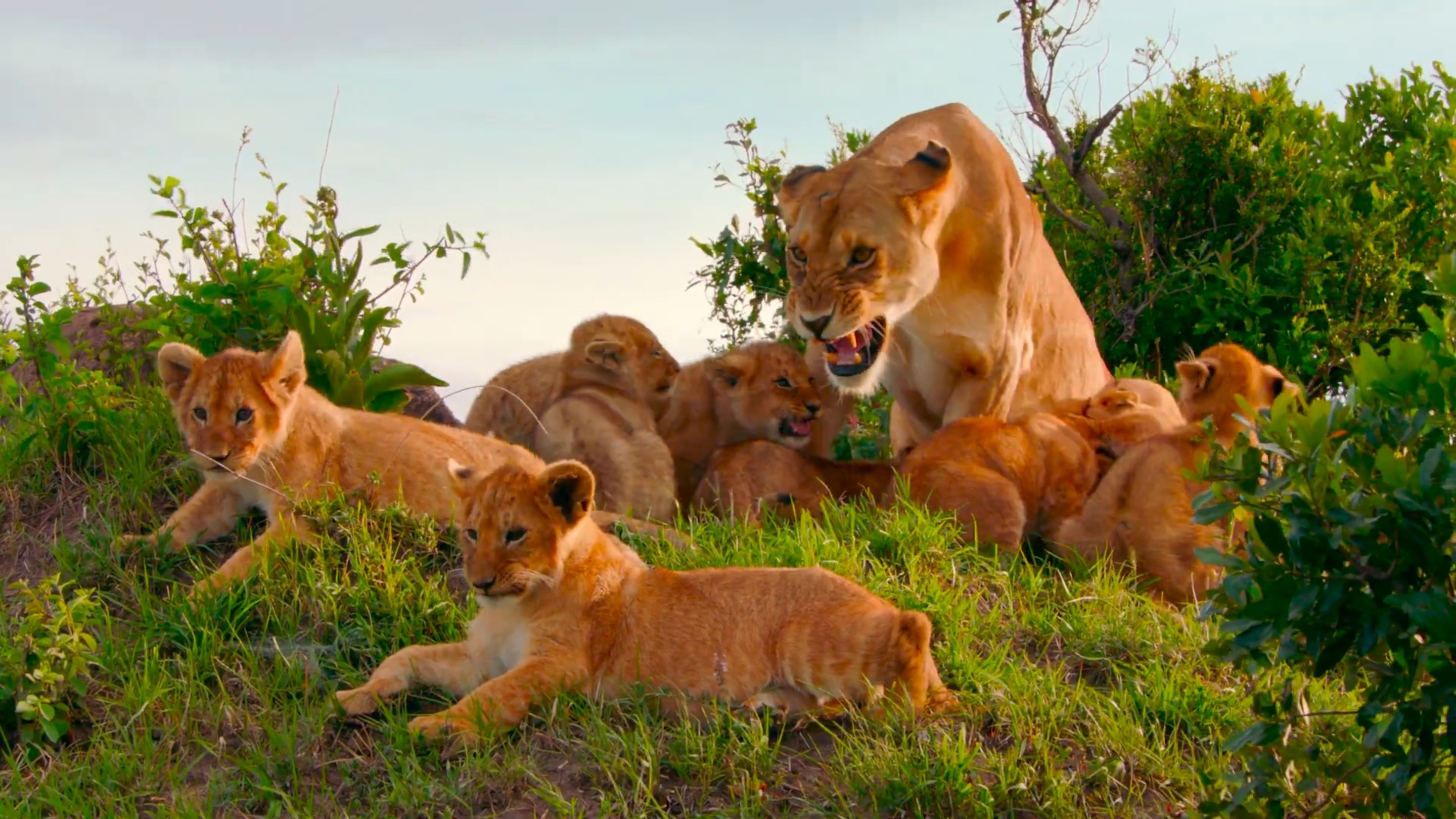 Backdrop for Brotherhood of Lions