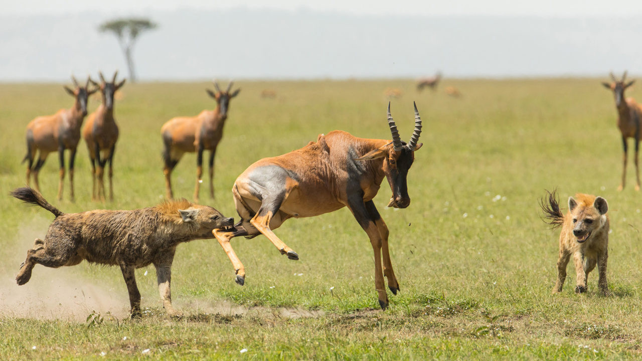 Backdrop for The Hyena Clan