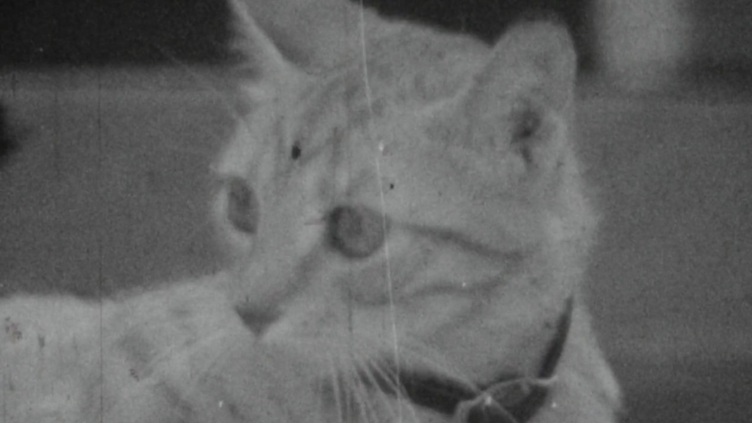 Backdrop for The Dream