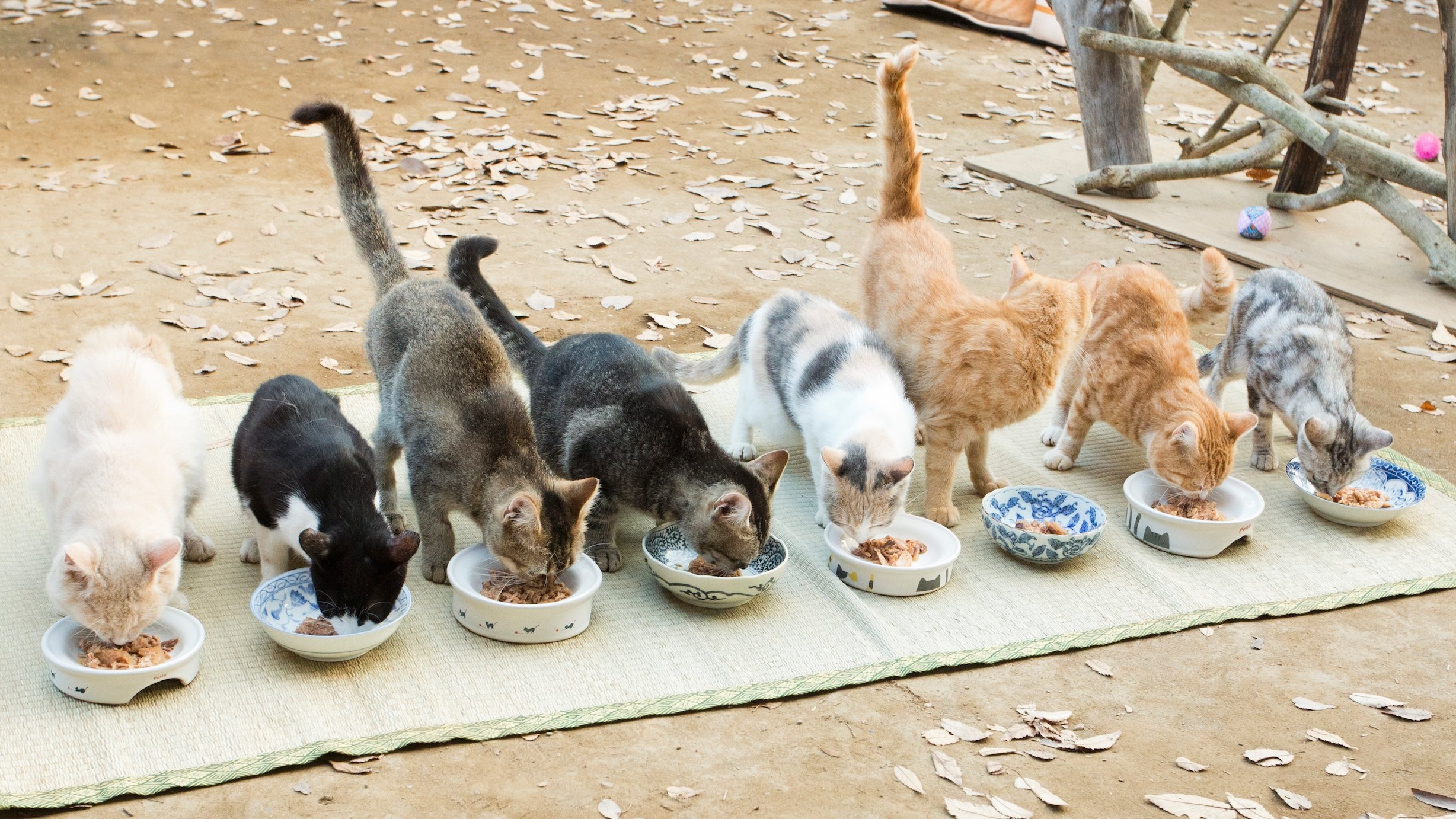 Backdrop for Neko Atsume House