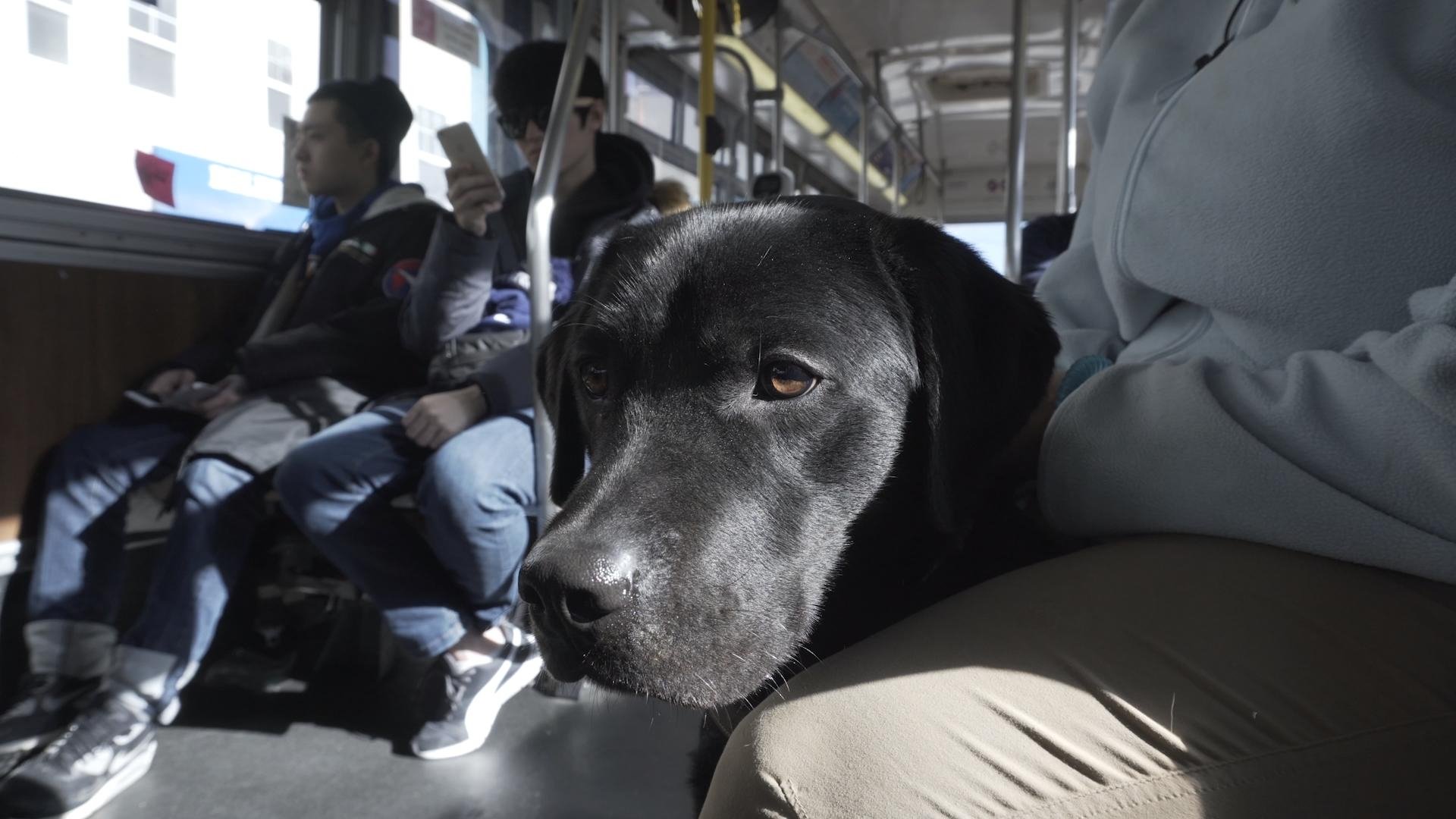 Backdrop for Pick of the Litter