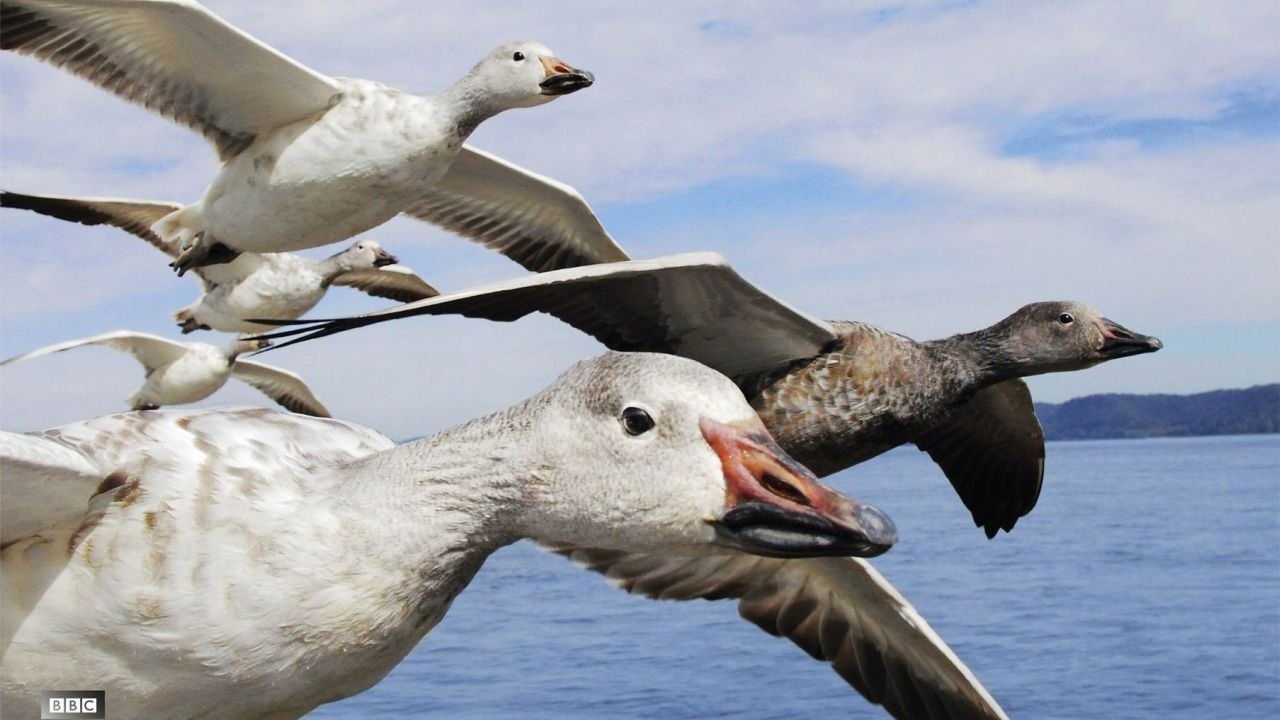 Backdrop for Earthflight