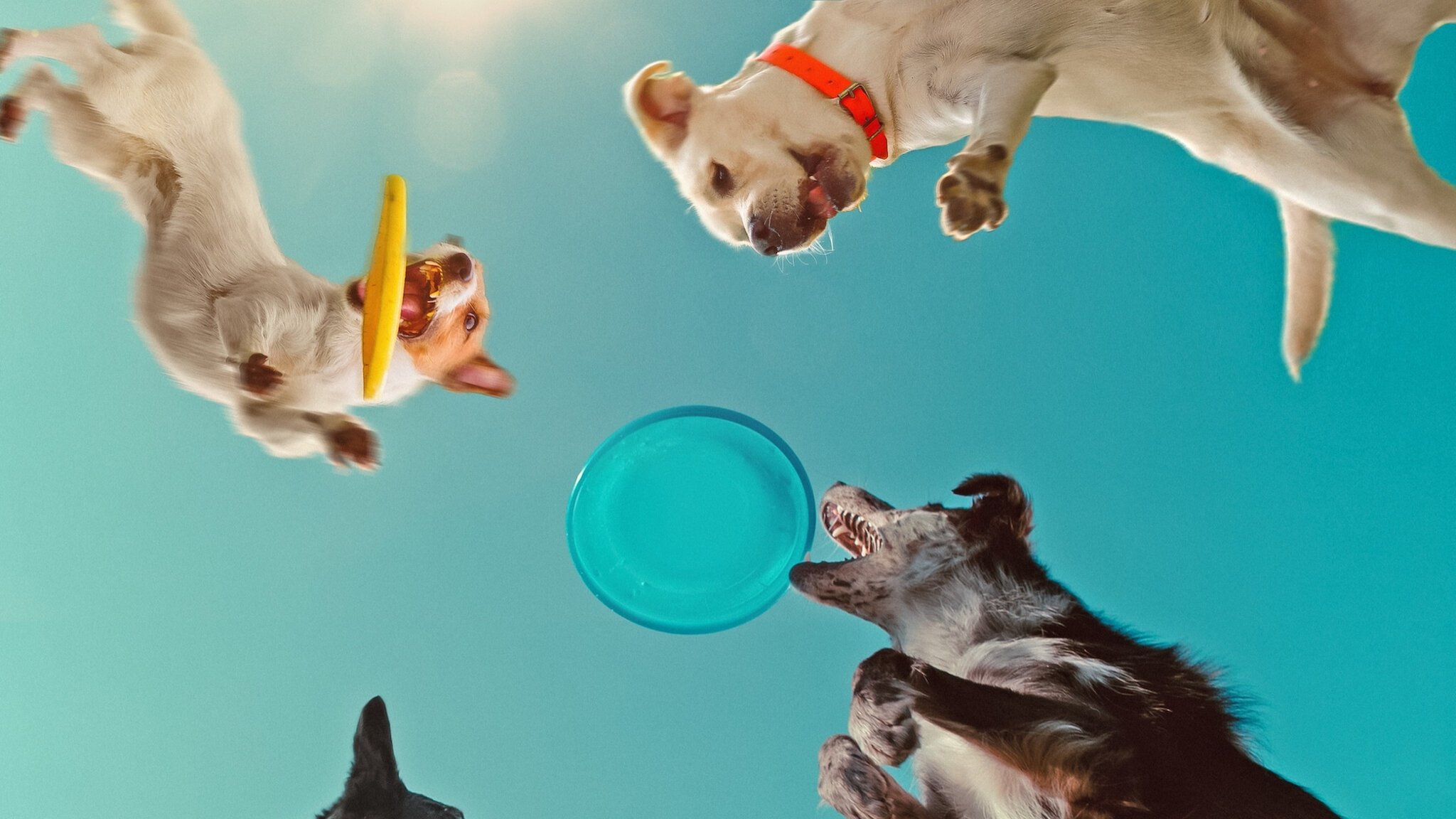 Backdrop for Inside the Mind of a Dog