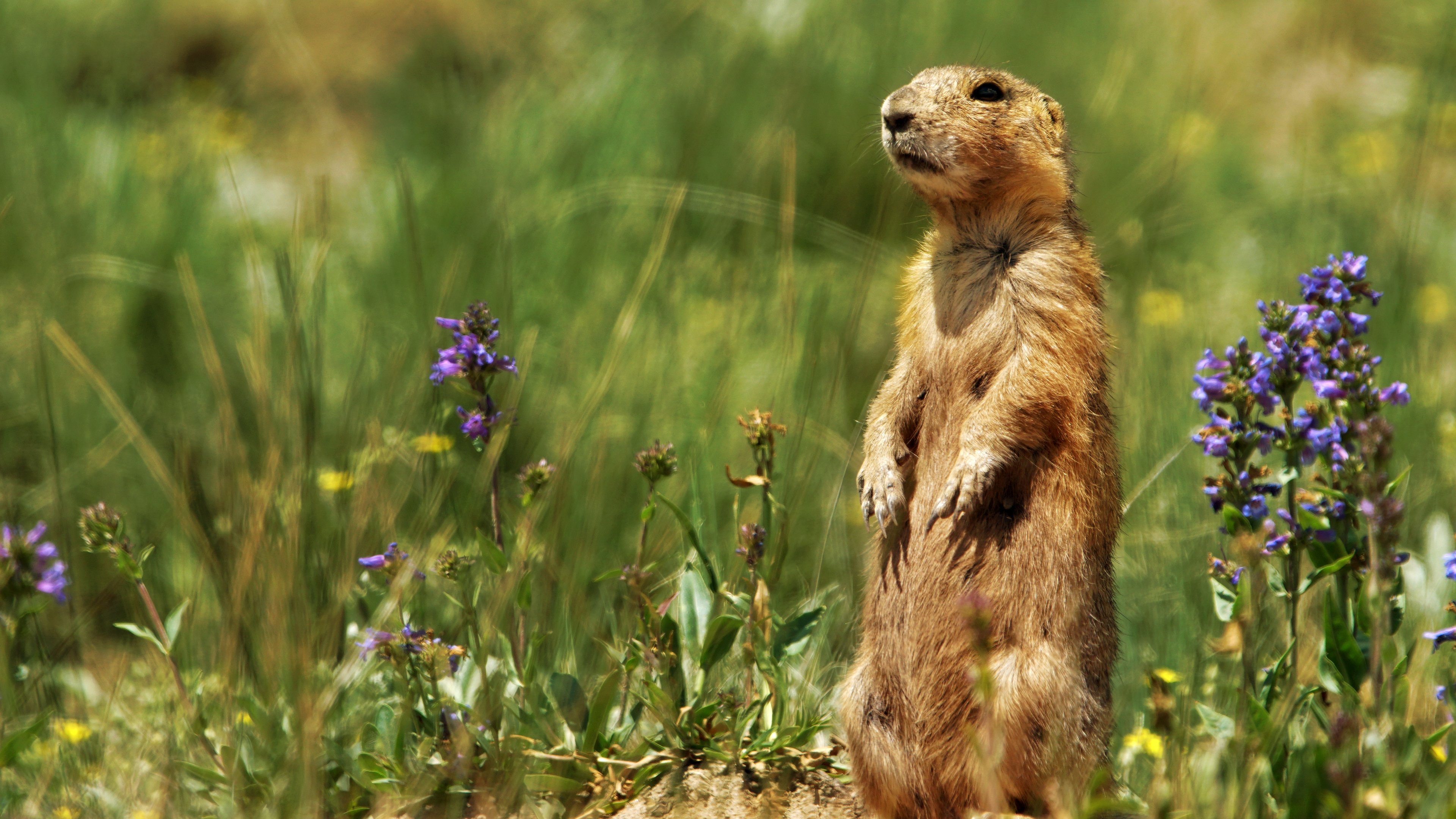 Backdrop for Prairie Dog Manor