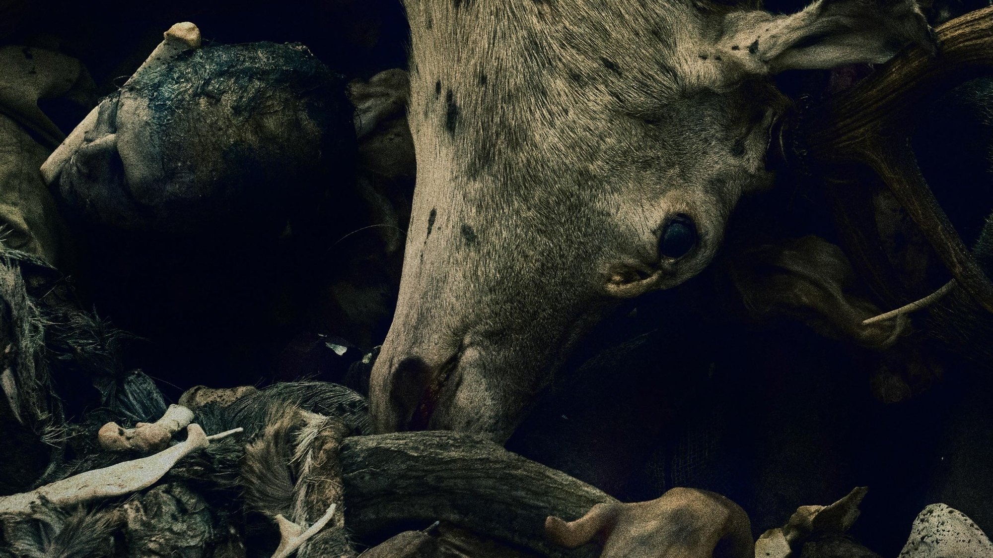 Backdrop for Oderbruch