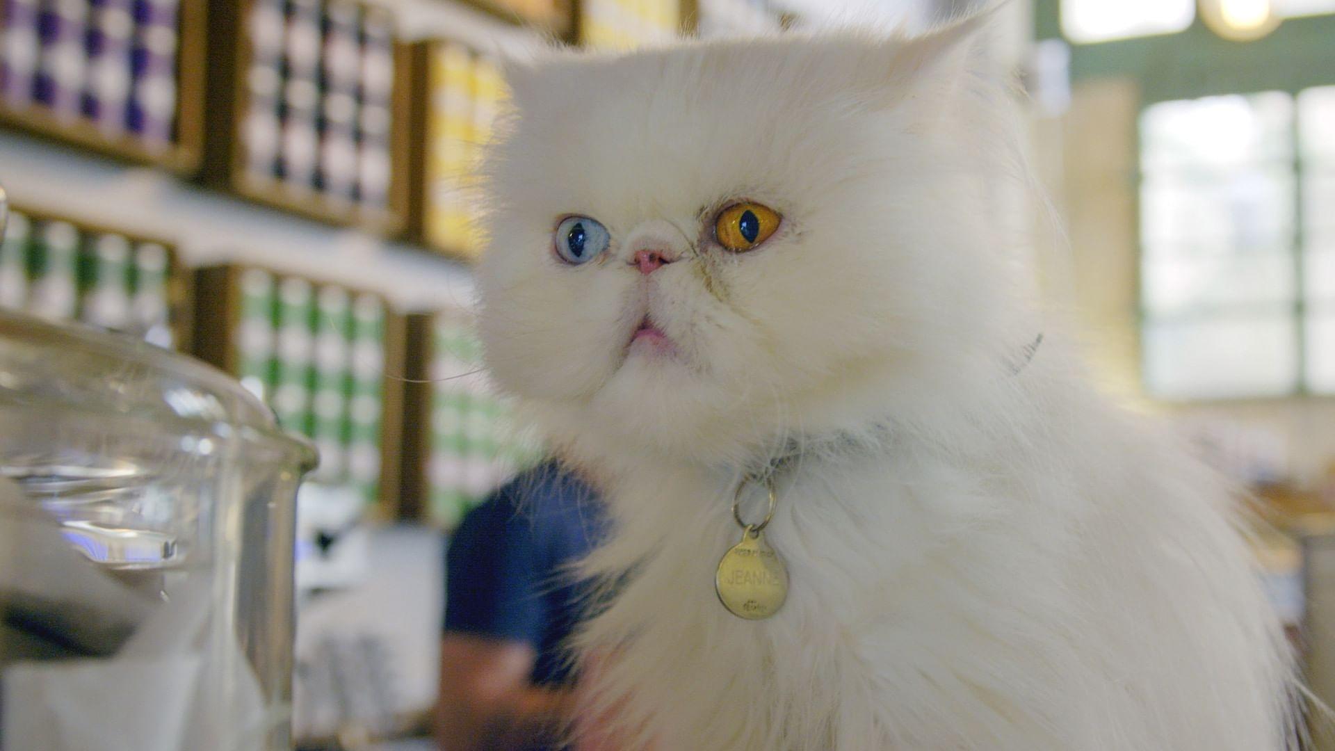 Backdrop for Comment le chat a conquis le monde