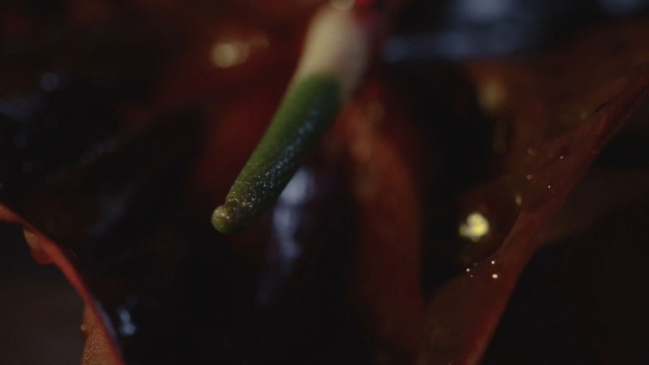 Backdrop for The Decadence