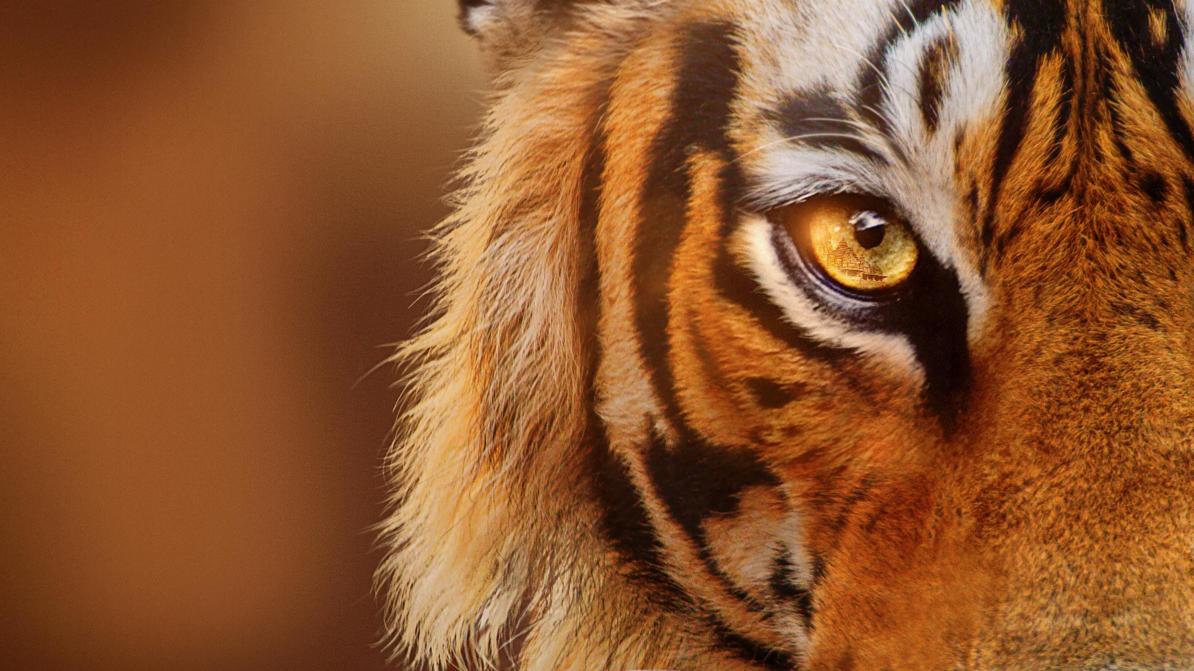 Backdrop for Tigers on the Rise